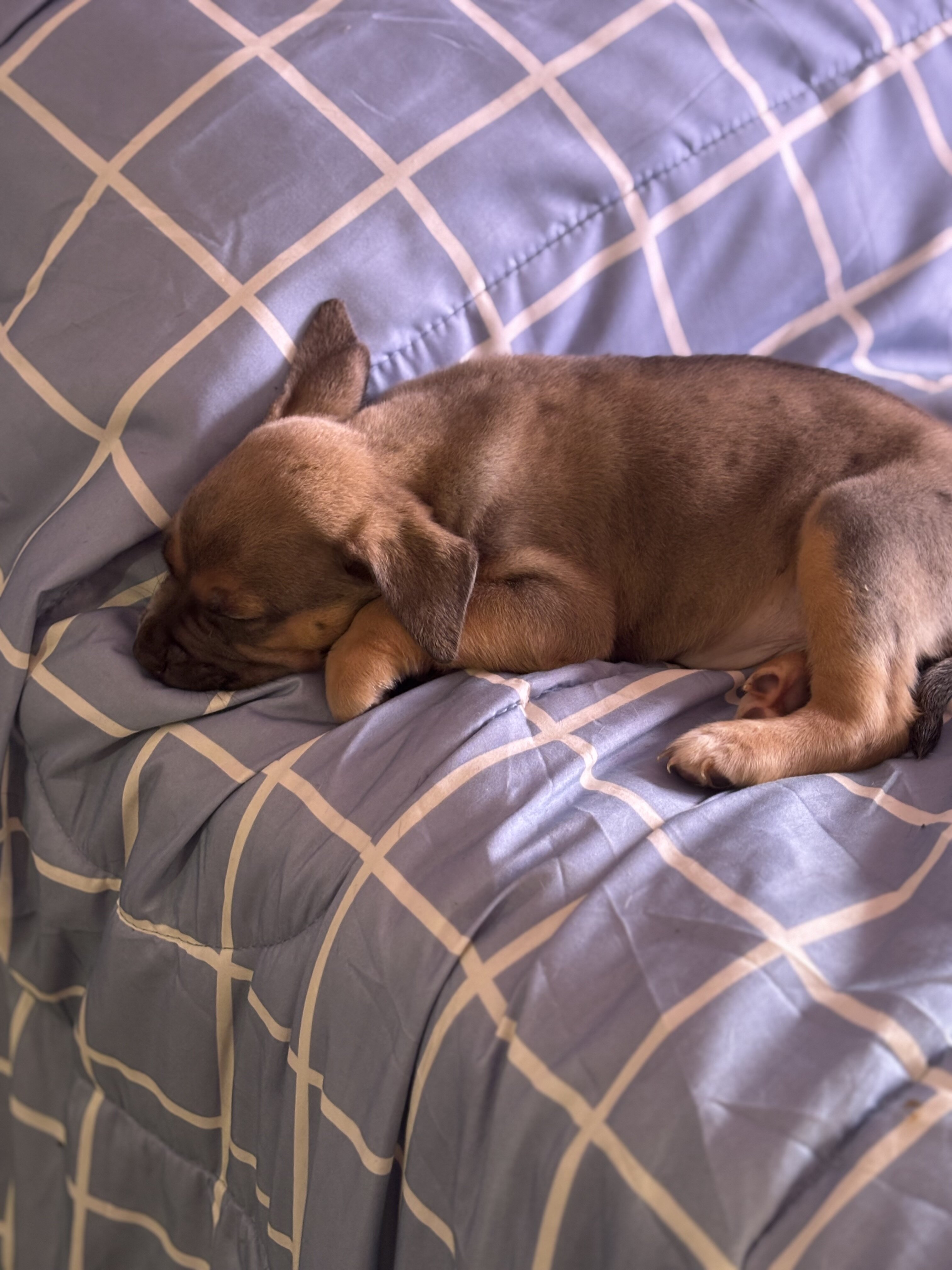 Blue nose / Lilac pitbull puppies image 1