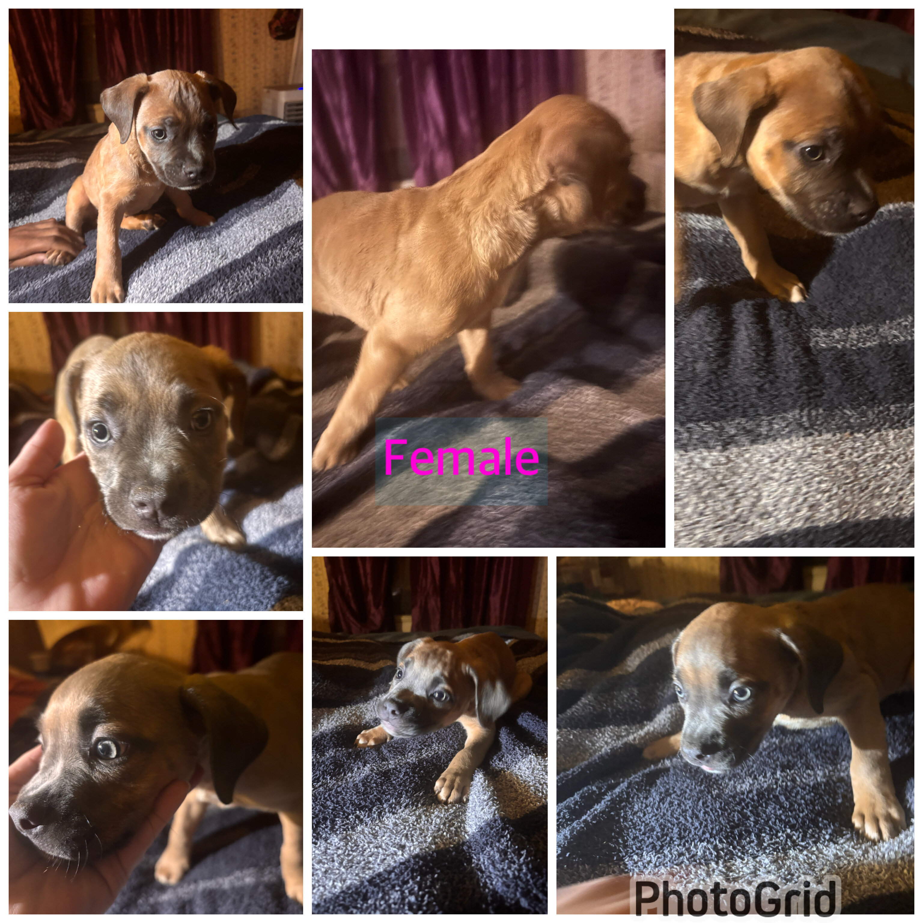 Blue nose / Lilac pitbull puppies image 2