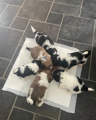 Sweetie M/F Home Companions-Shih Tzus image 1