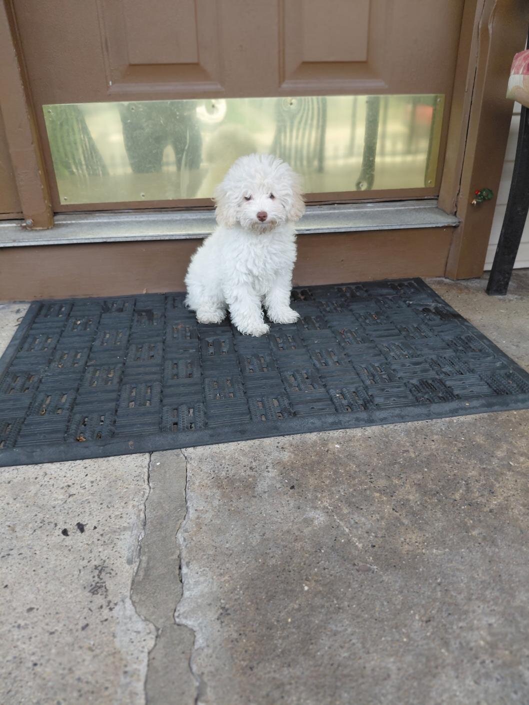 BOSS LADY POODLES image 2