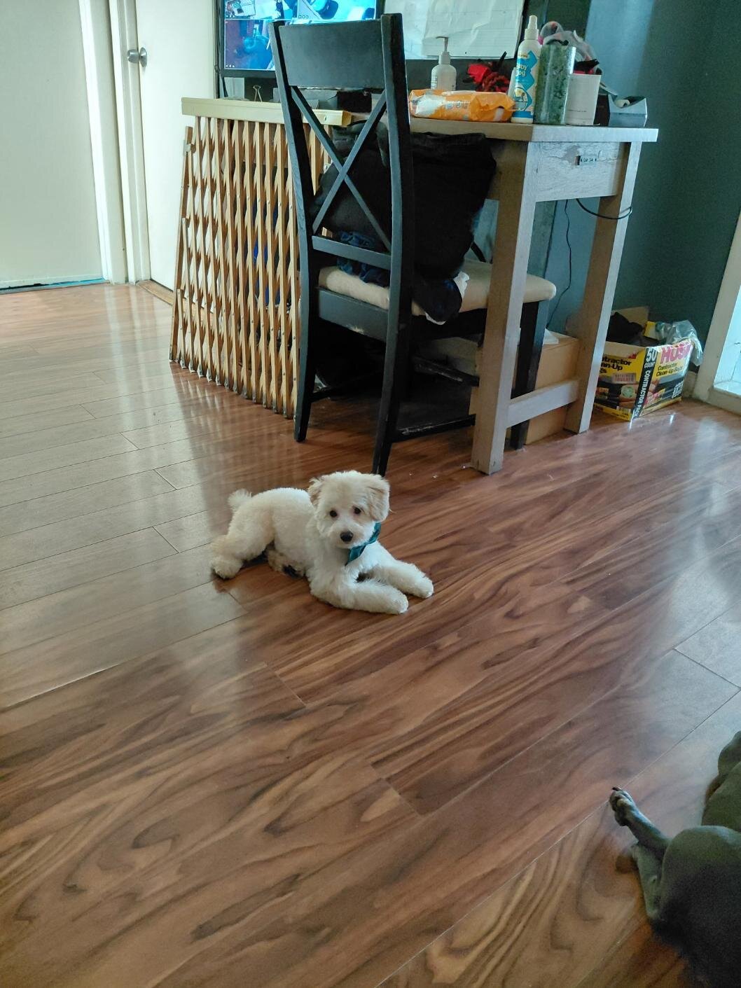 BOSS LADY POODLES image 1