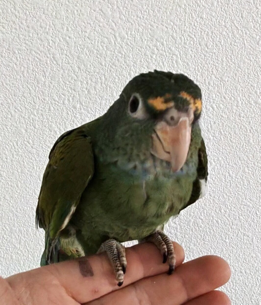 Tamed white headed Pionus image 1