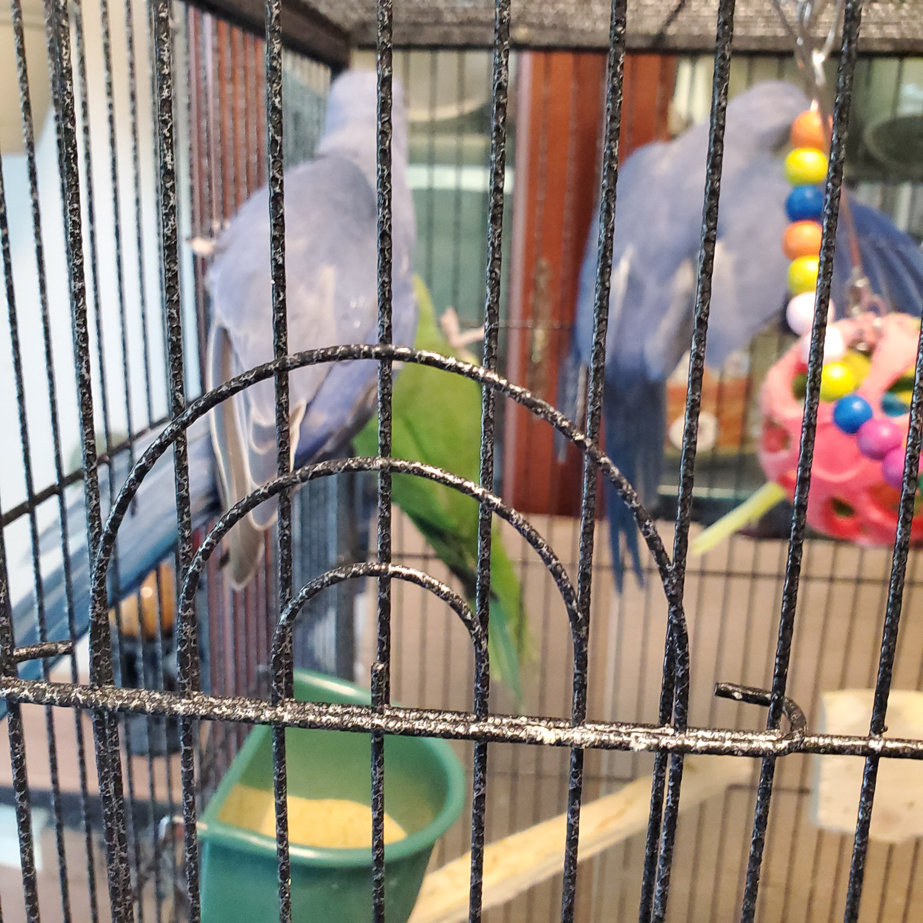 Indian Ringnecks 2 image 2