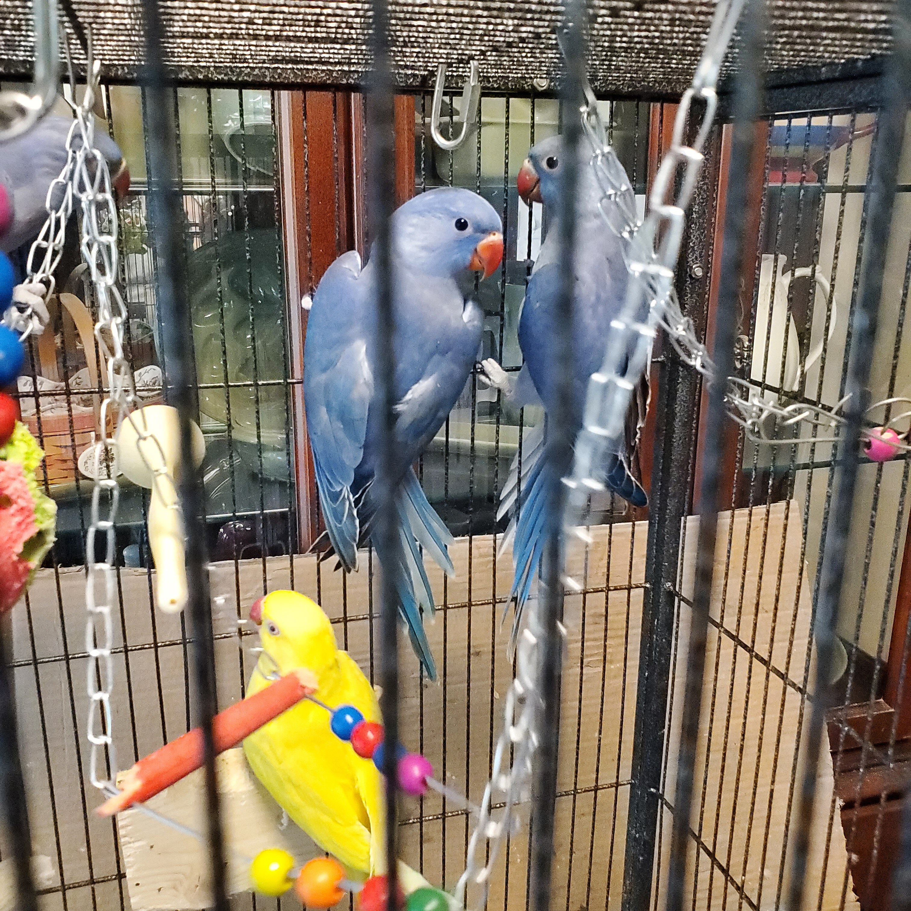 Indian Ringnecks 2 image 3