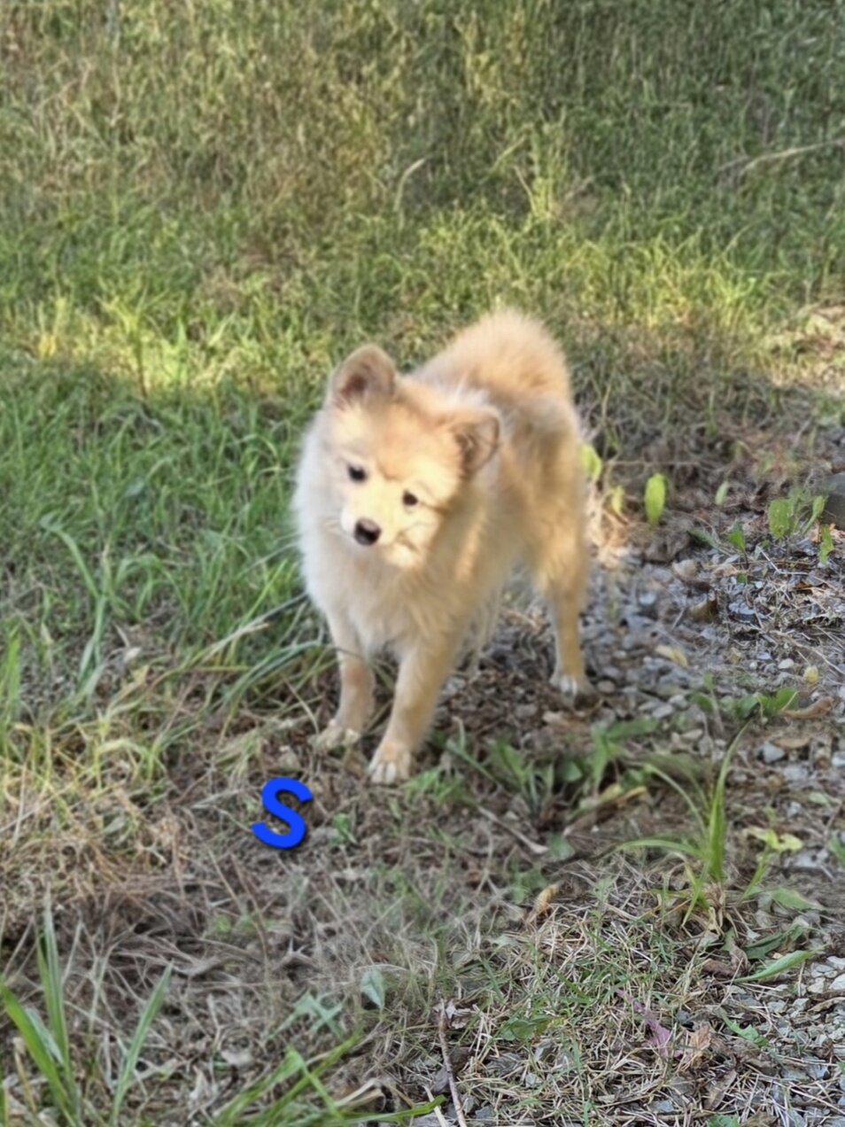 Snickerdoodle image 2