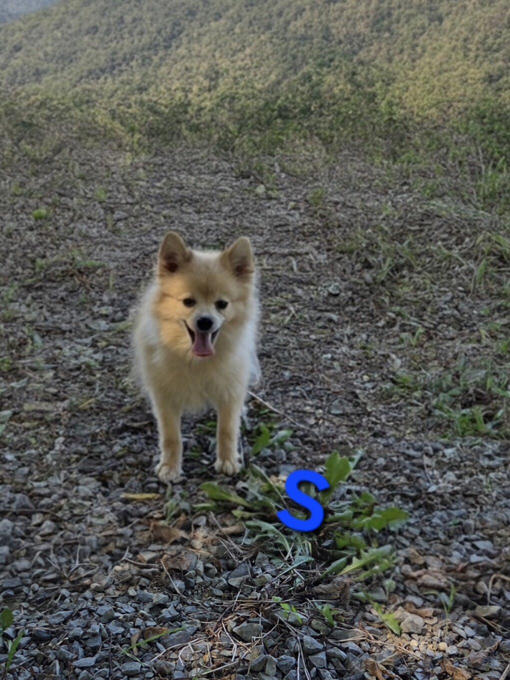 Snickerdoodle image 1