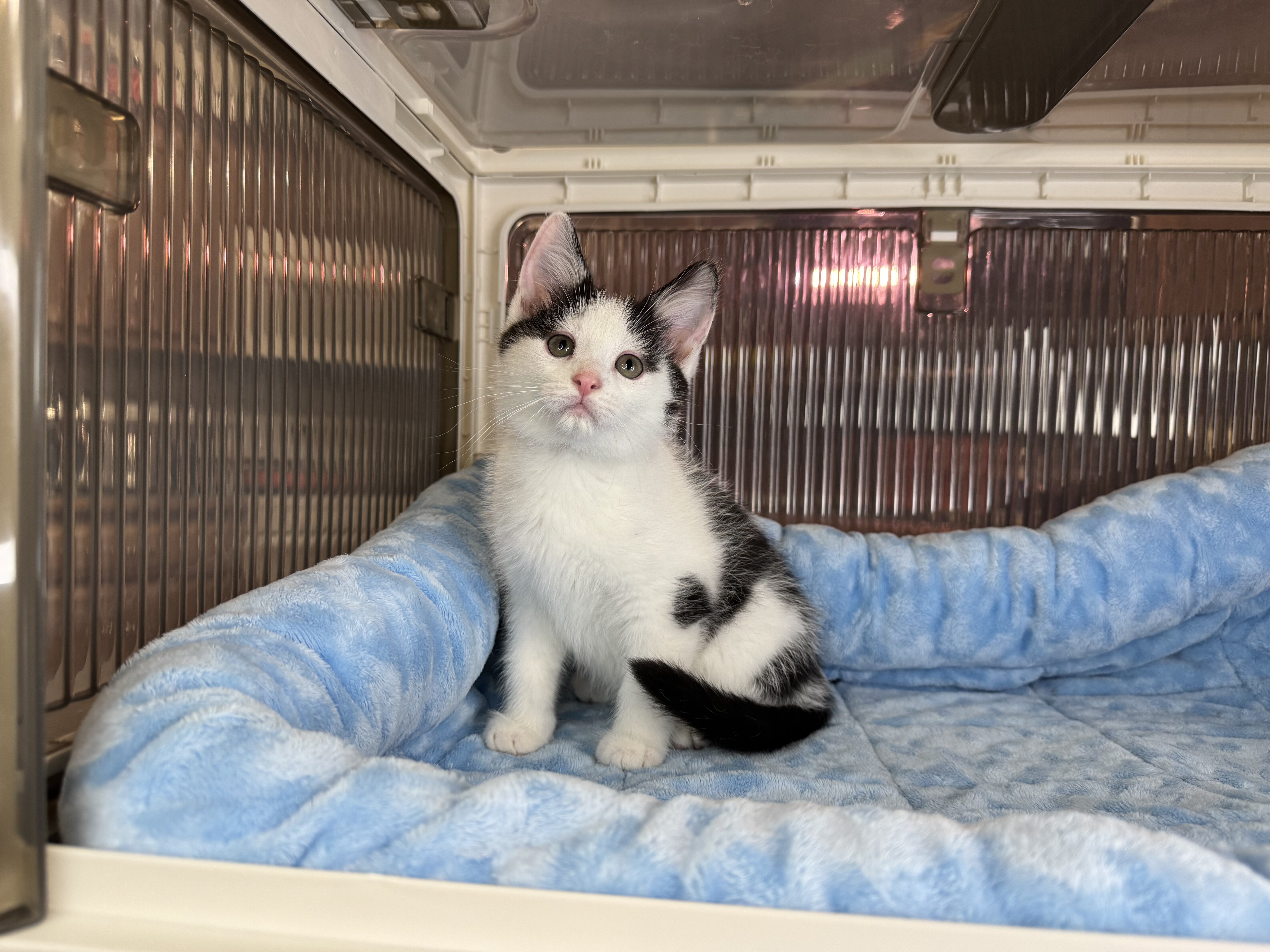 Kittens Male Black & White and Tabby & White image 7