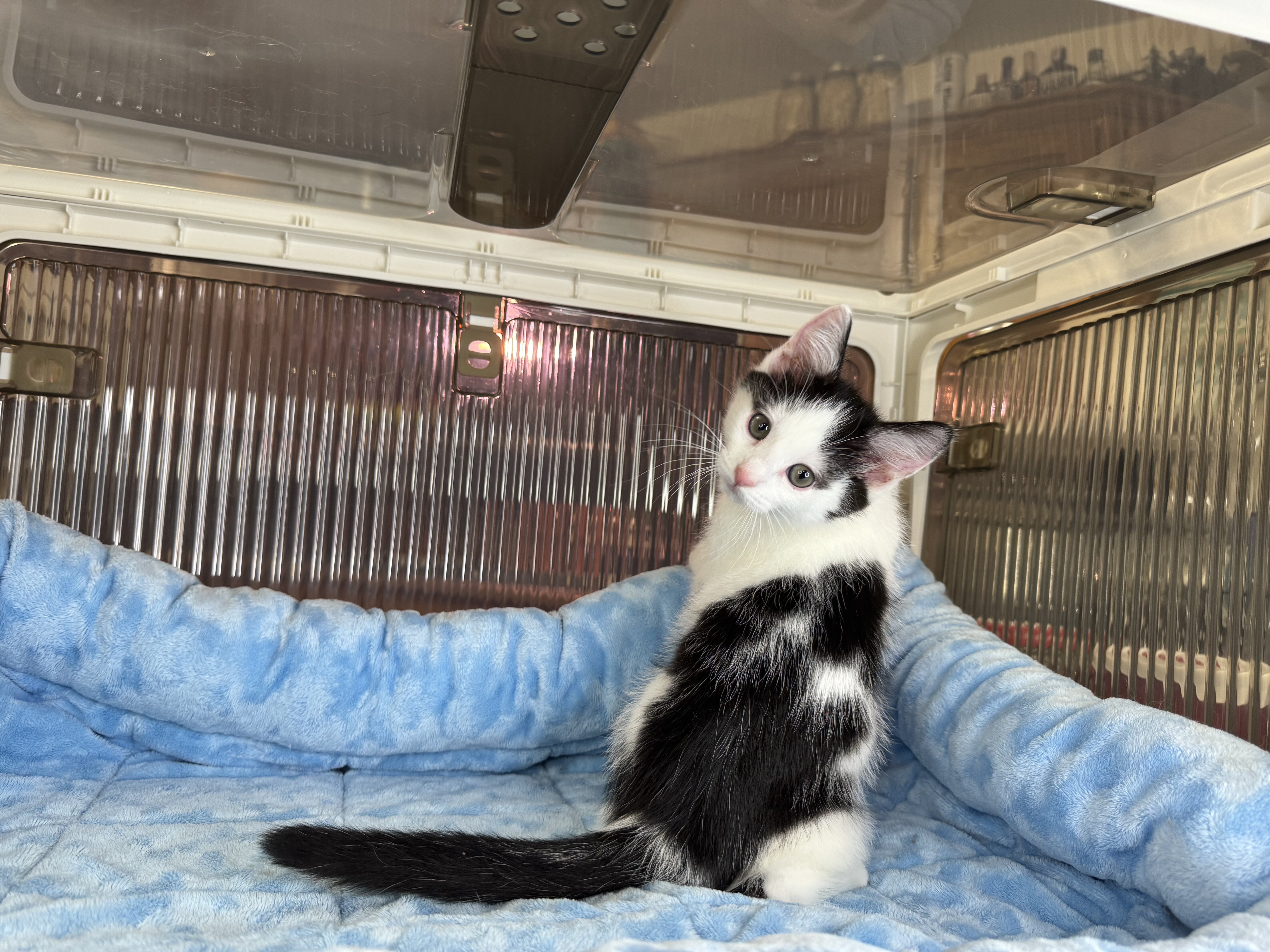 Kittens Male Black & White and Tabby & White image 6