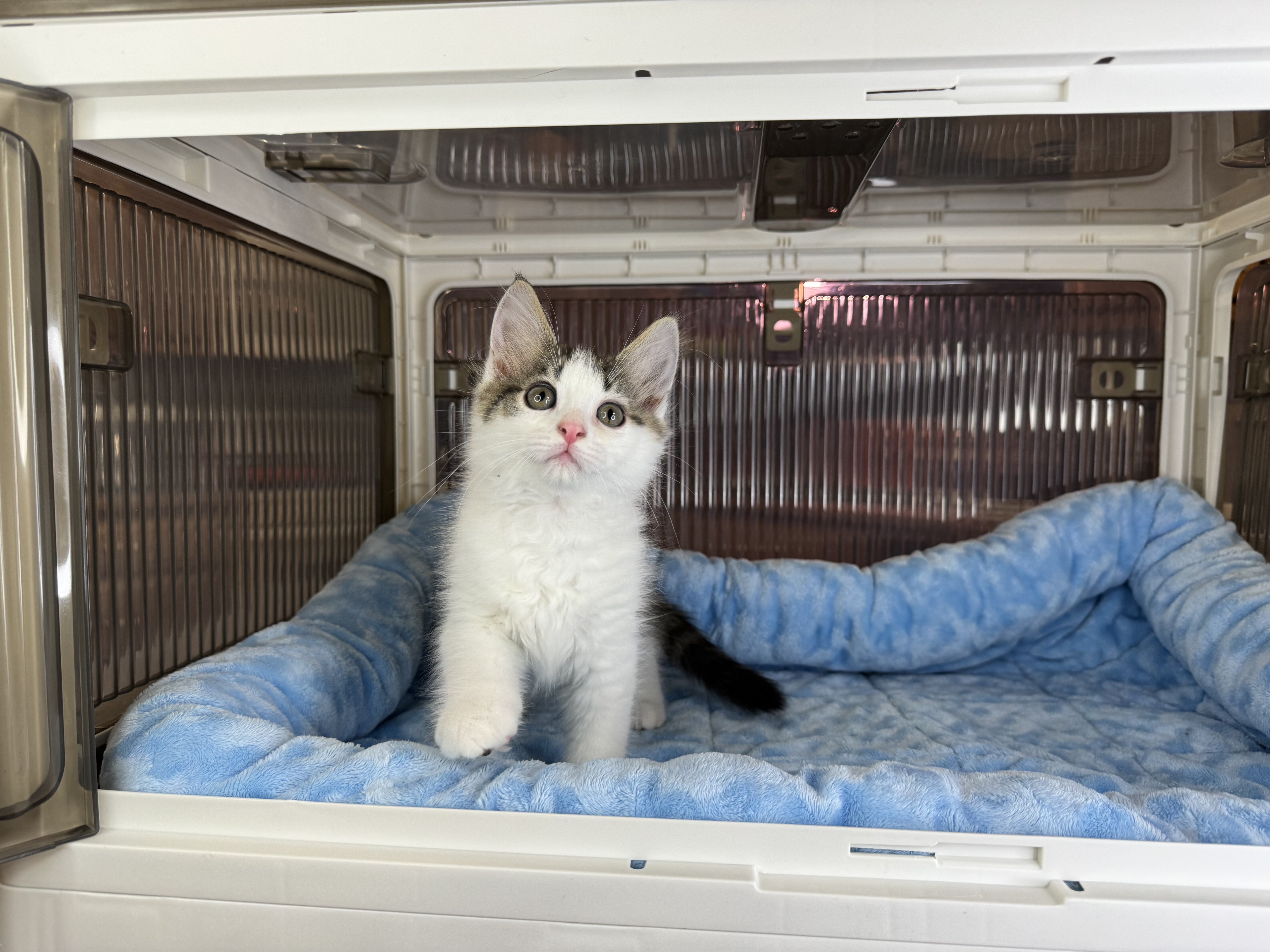 Kittens Male Black & White and Tabby & White image 1