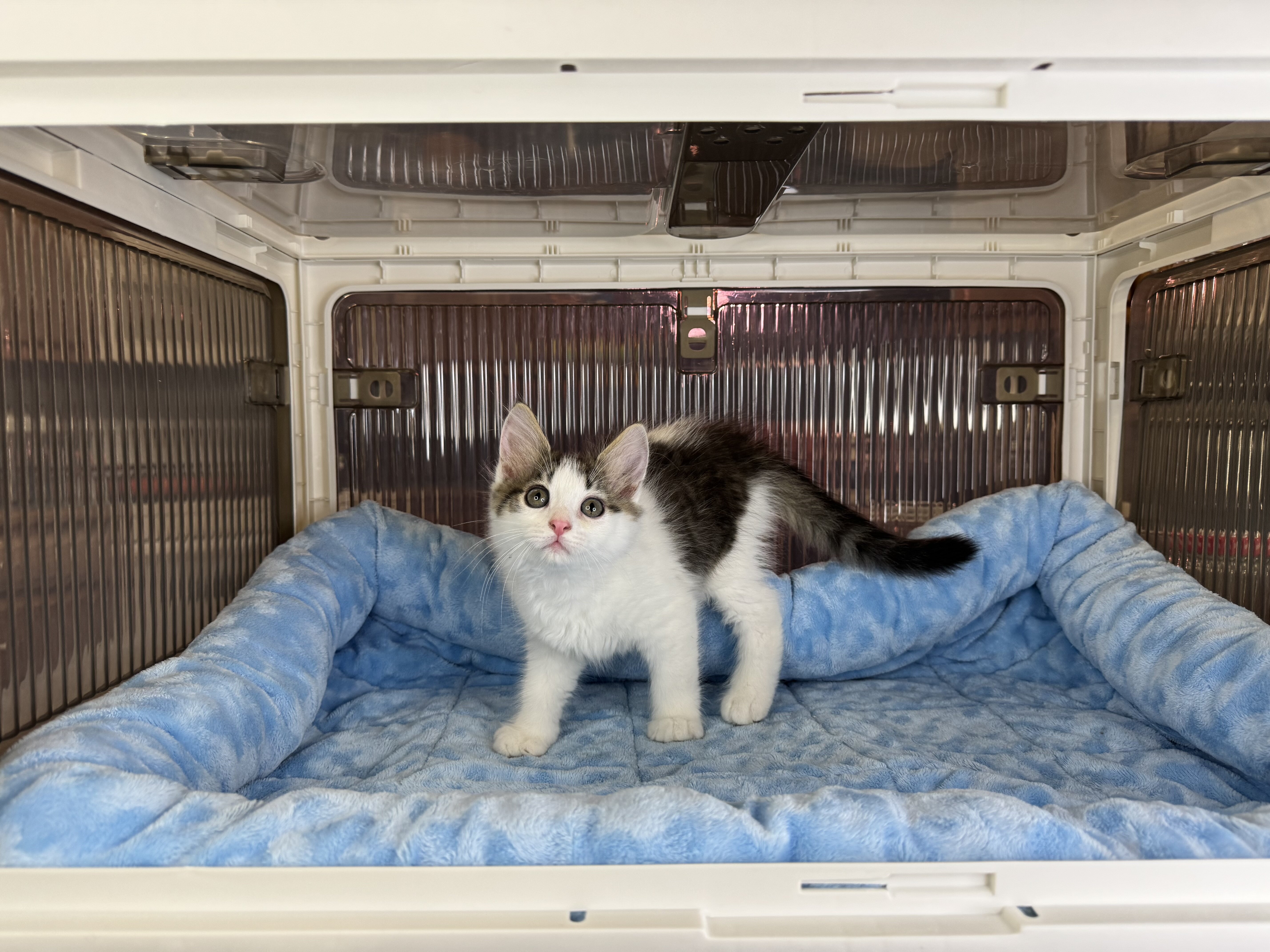 Kittens Male Black & White and Tabby & White image 5