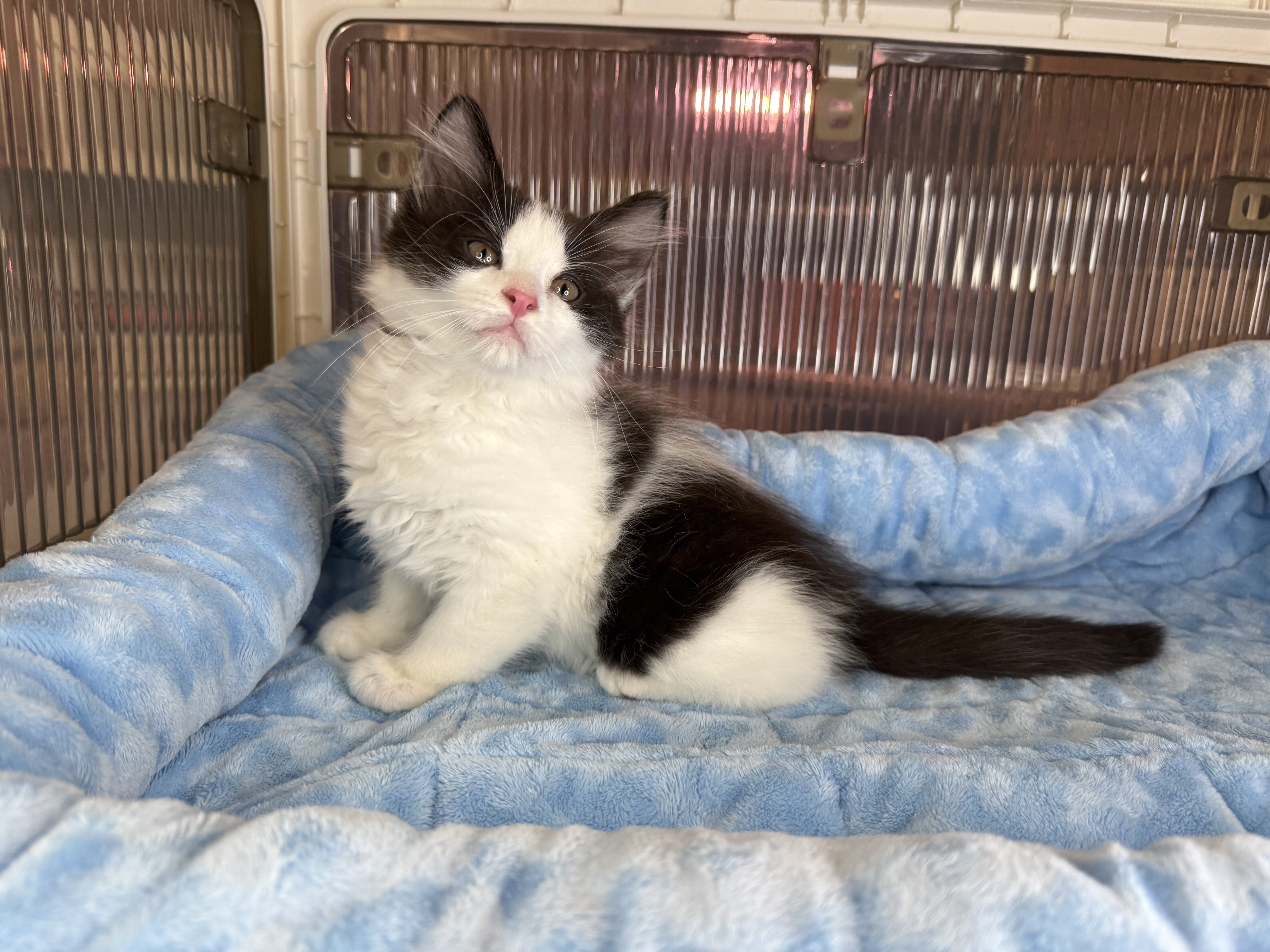 Kittens Male Black & White and Tabby & White image 4