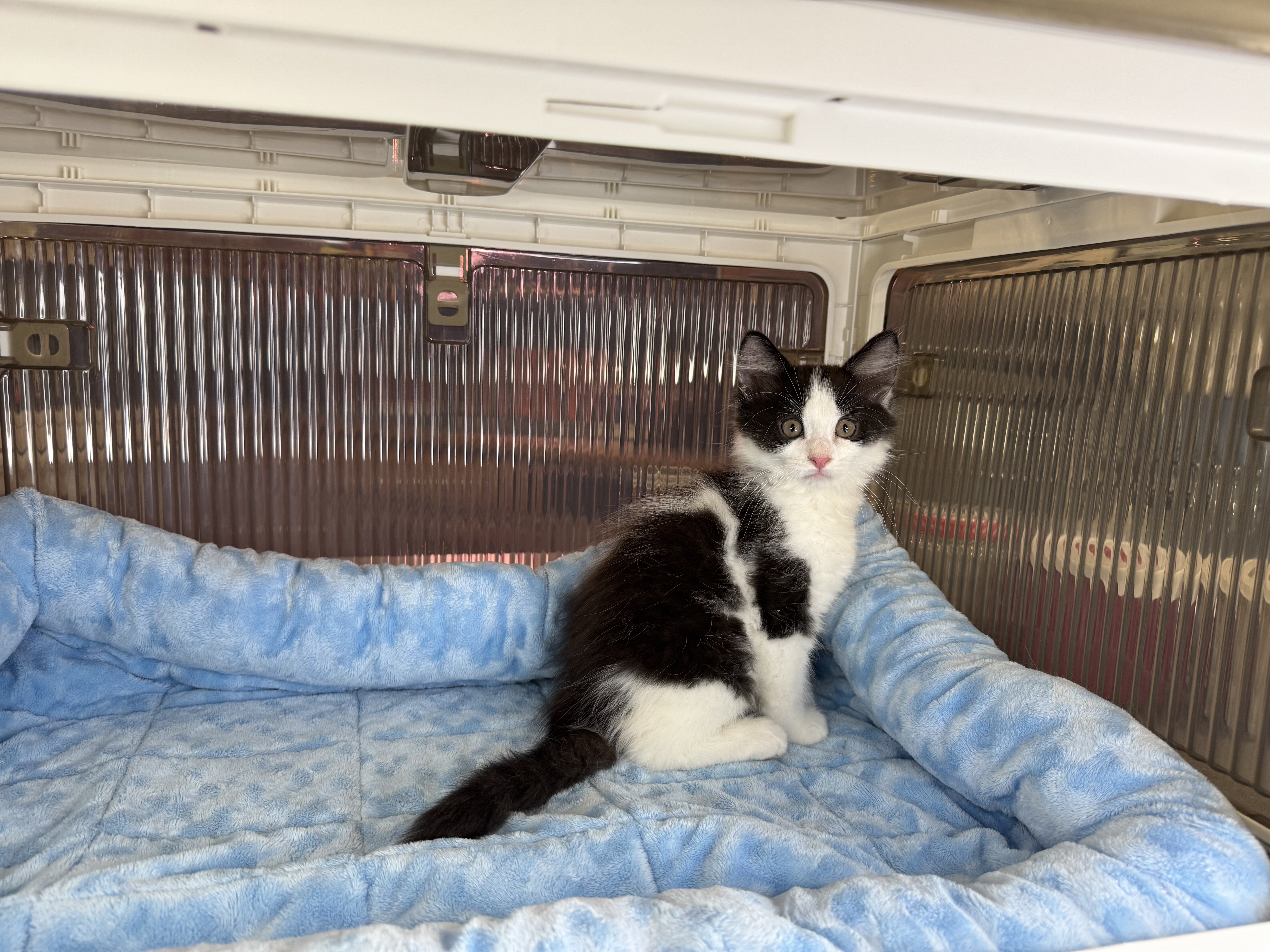 Kittens Male Black & White and Tabby & White image 3