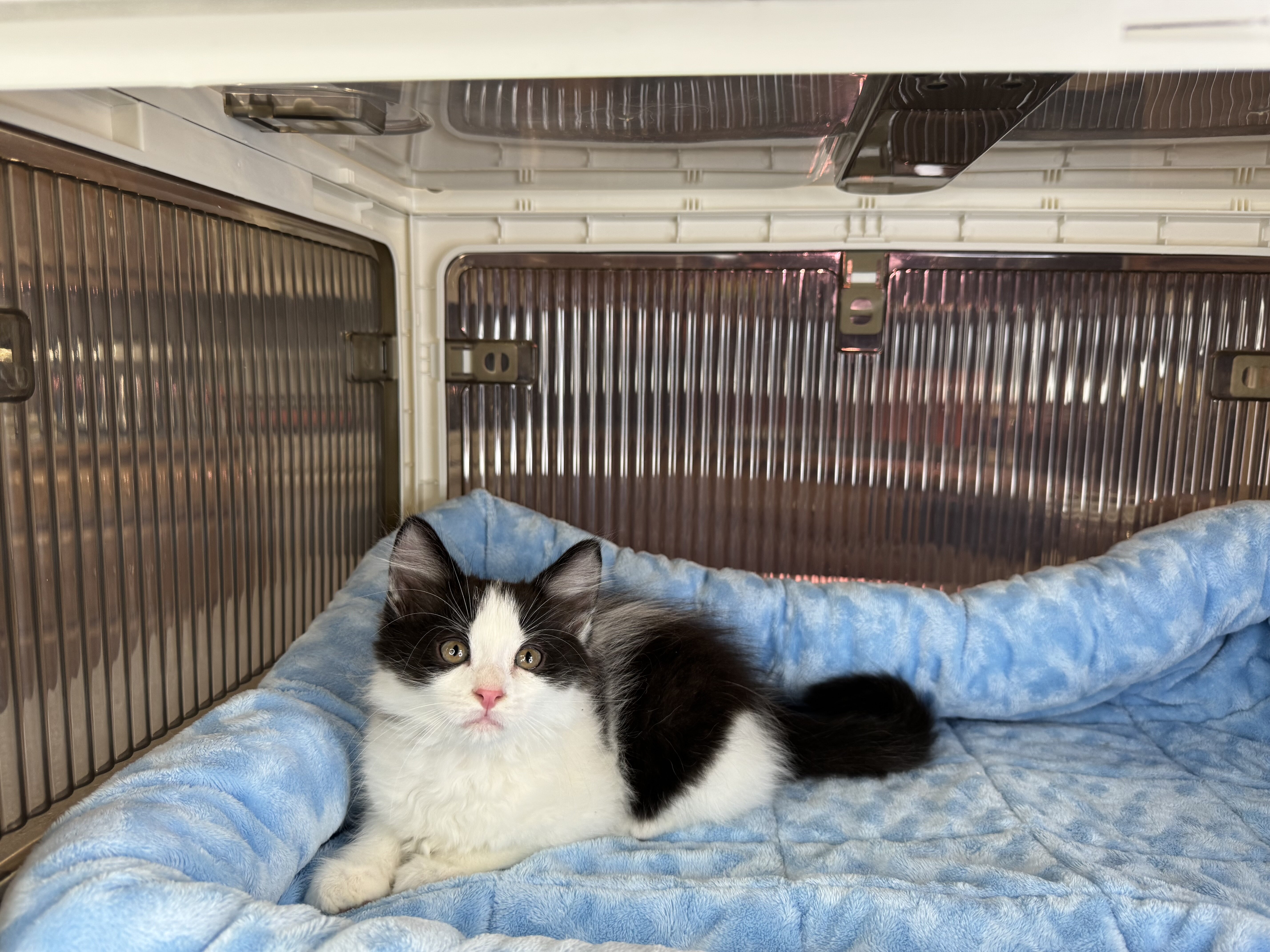 Kittens Male Black & White and Tabby & White image 2