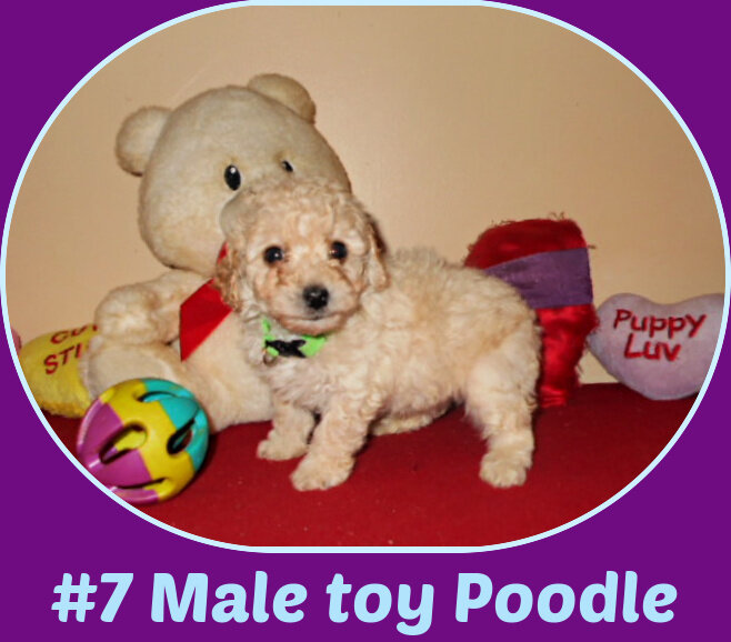 FIRST-GENERATION CKC POODLE and YORKIEPOO puppies image 2