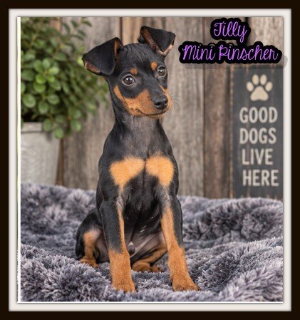 Tilly Female Mini Pinscher image 1