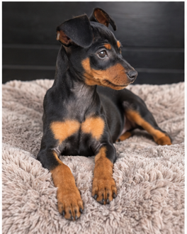 Tilly Female Mini Pinscher image 3