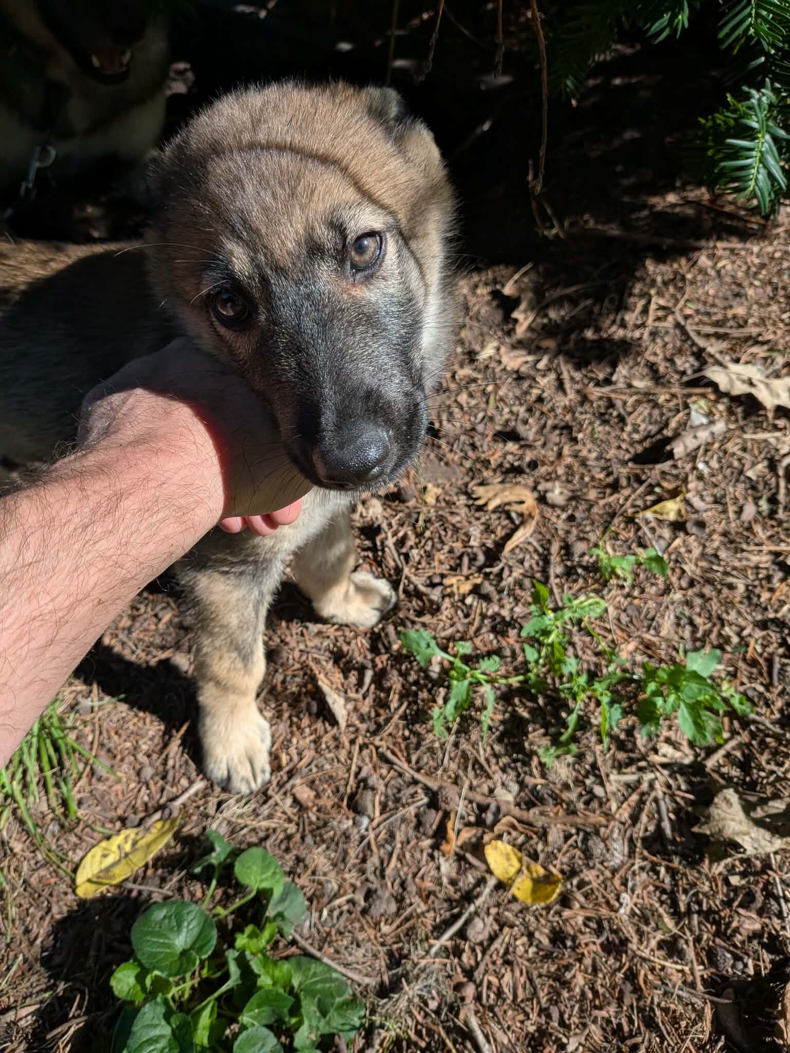 Mostly German Shepherd, Alaskan-Malamute & Husky image 2