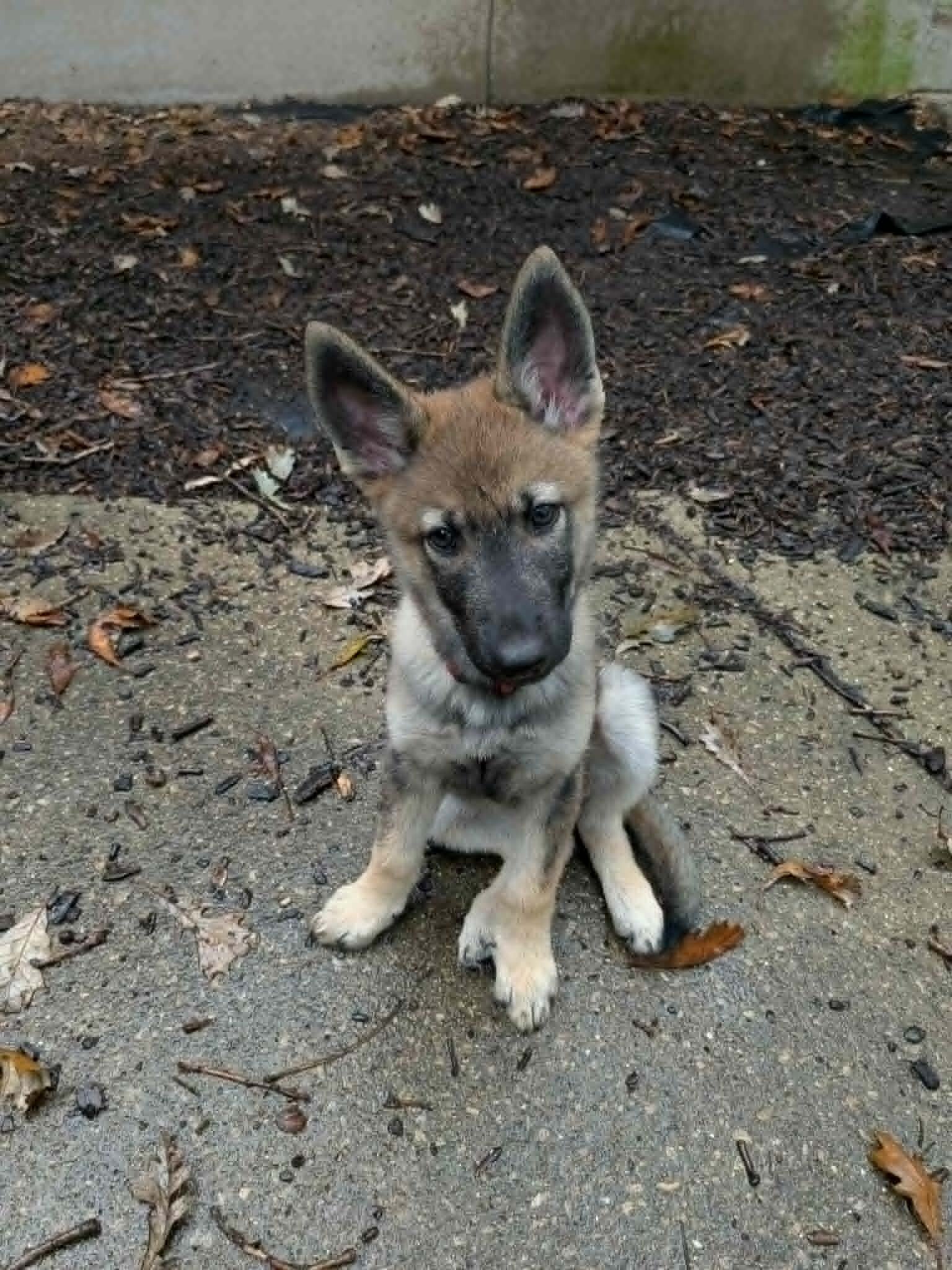 Mostly German Shepherd, Alaskan-Malamute & Husky image 1