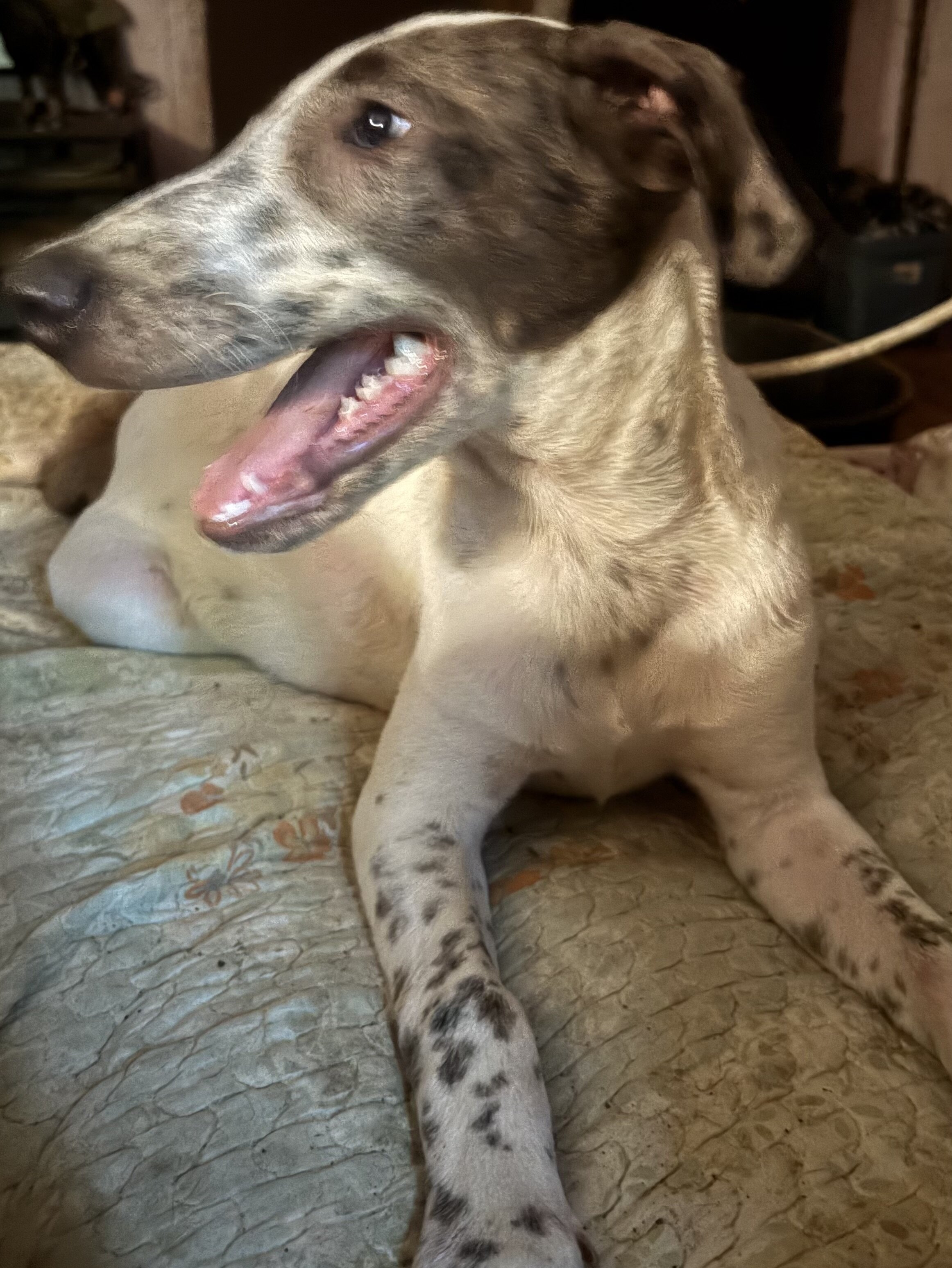 Dalmatian/Whippet Mix image 3