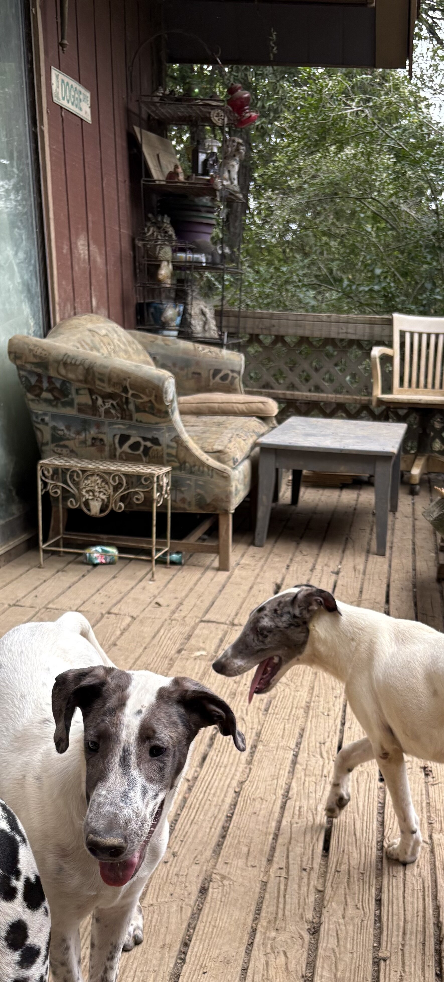 Dalmatian/Whippet Mix image 5