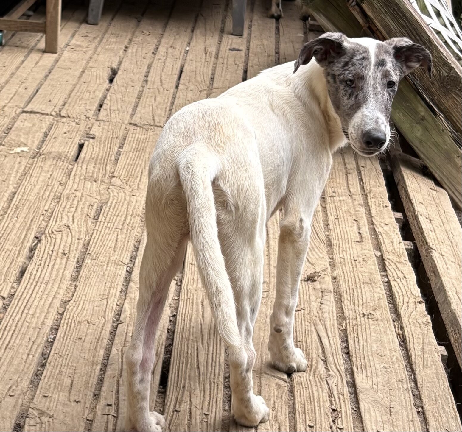 Dalmatian/Whippet Mix image 1