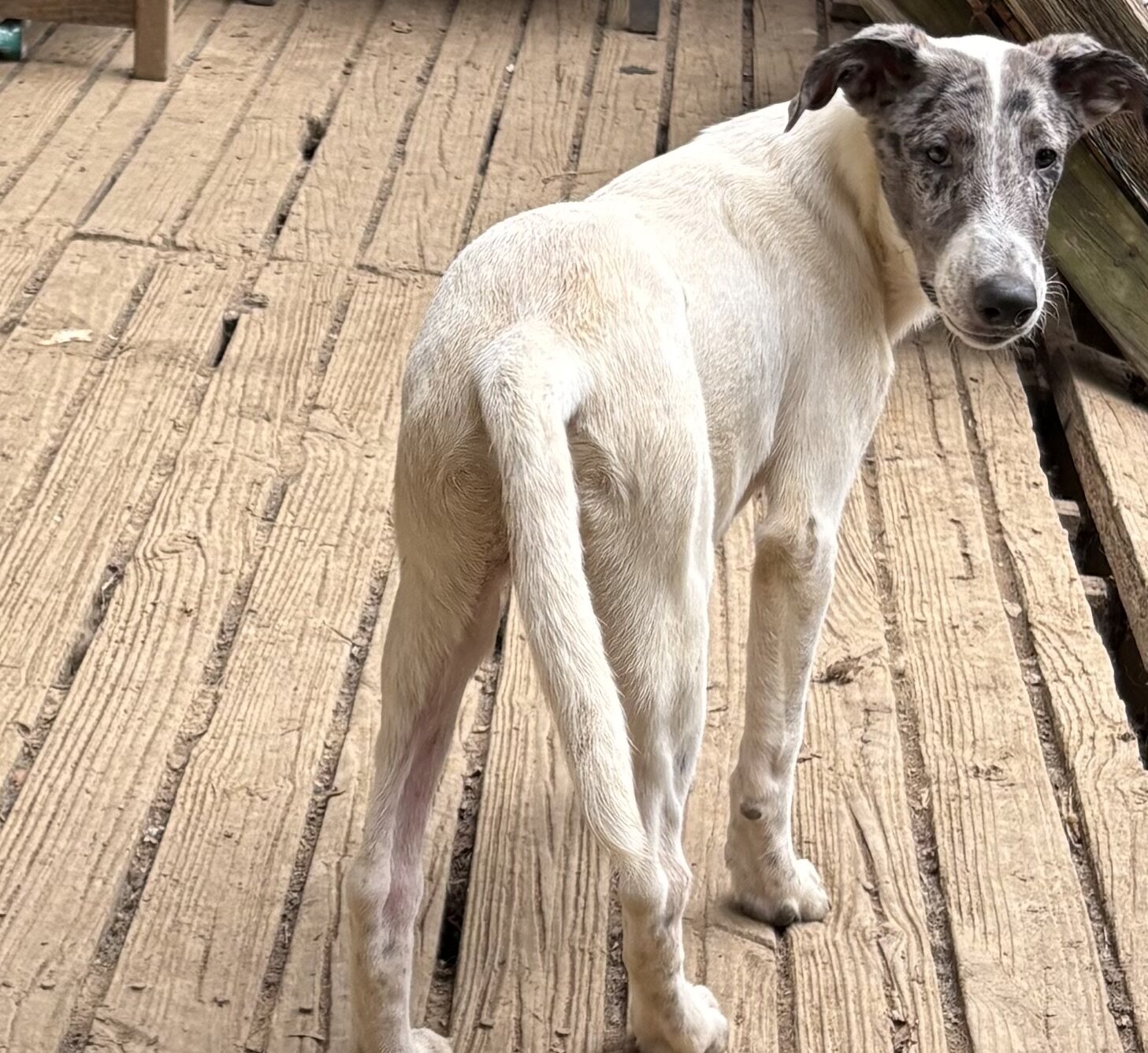 Dalmatian/Whippet Mix image 2
