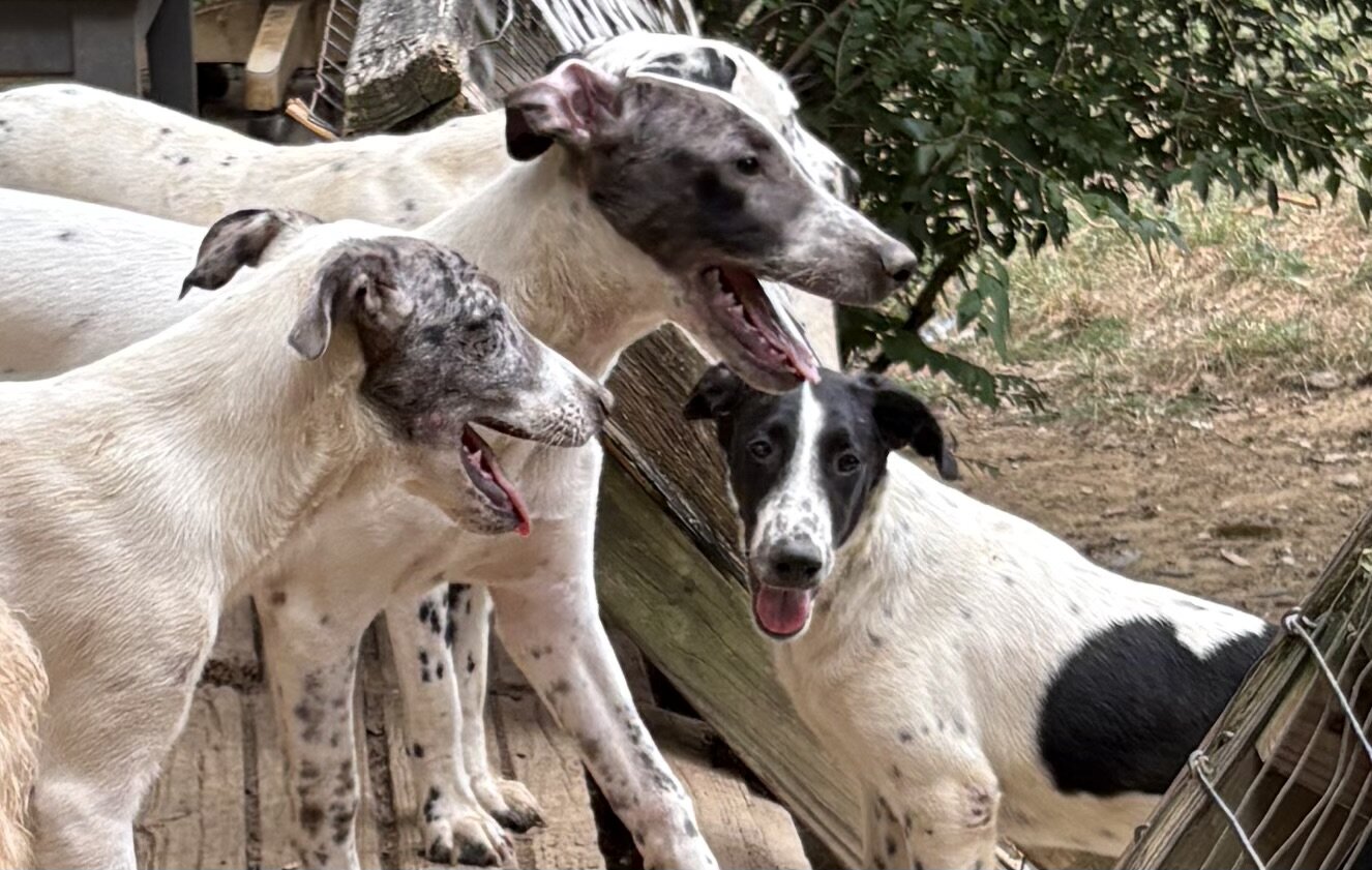 Dalmatian/Whippet Mix image 4