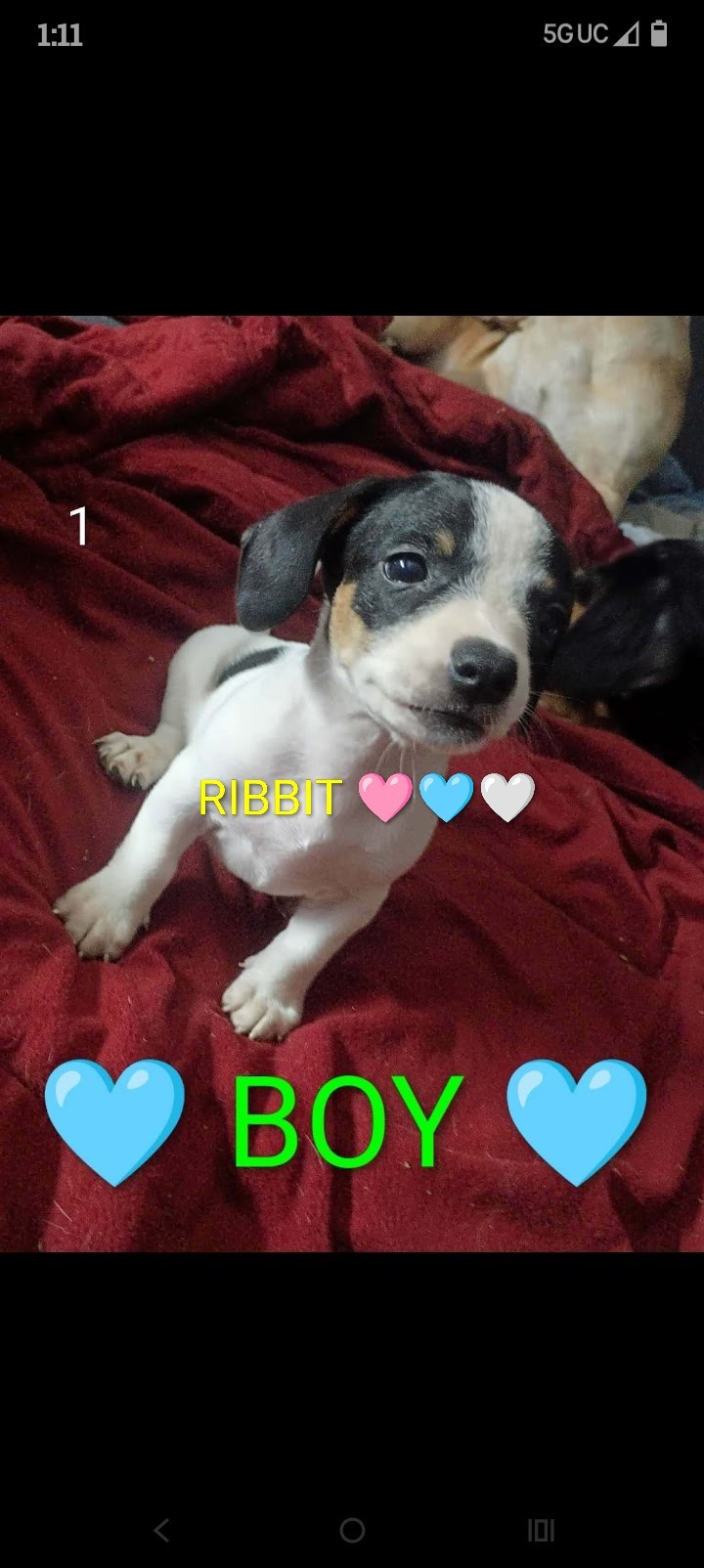 5 Dachshund babies Left!! image 5