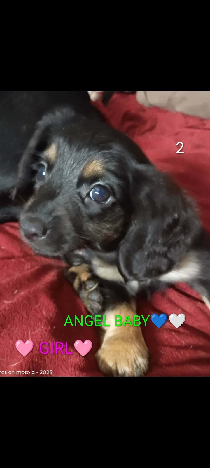 5 Dachshund babies Left!! image 4