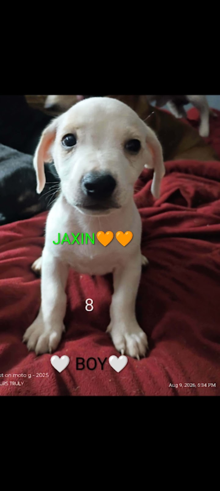 5 Dachshund babies Left!! image 1