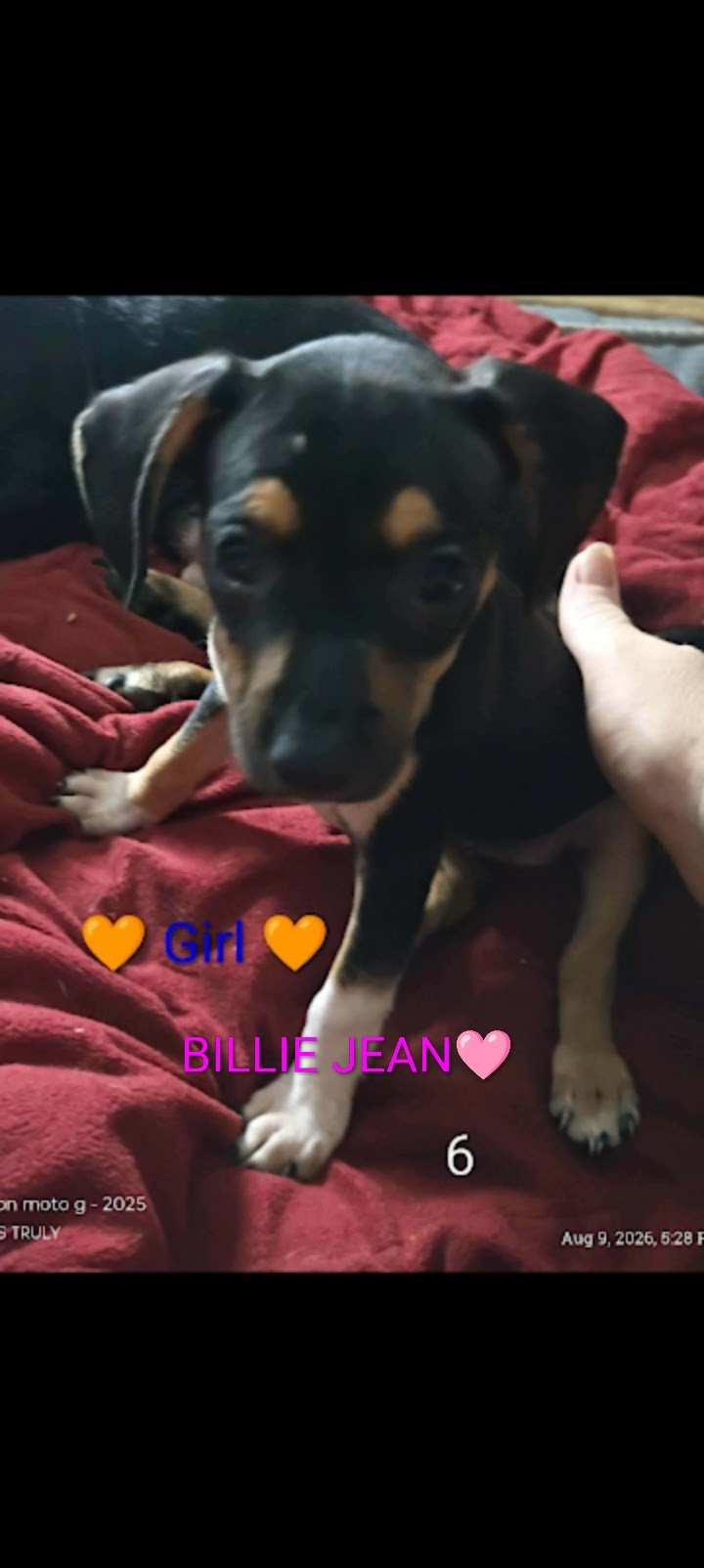 5 Dachshund babies Left!! image 2