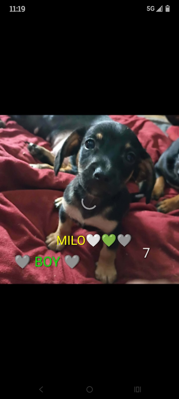 5 Dachshund babies Left!! image 3