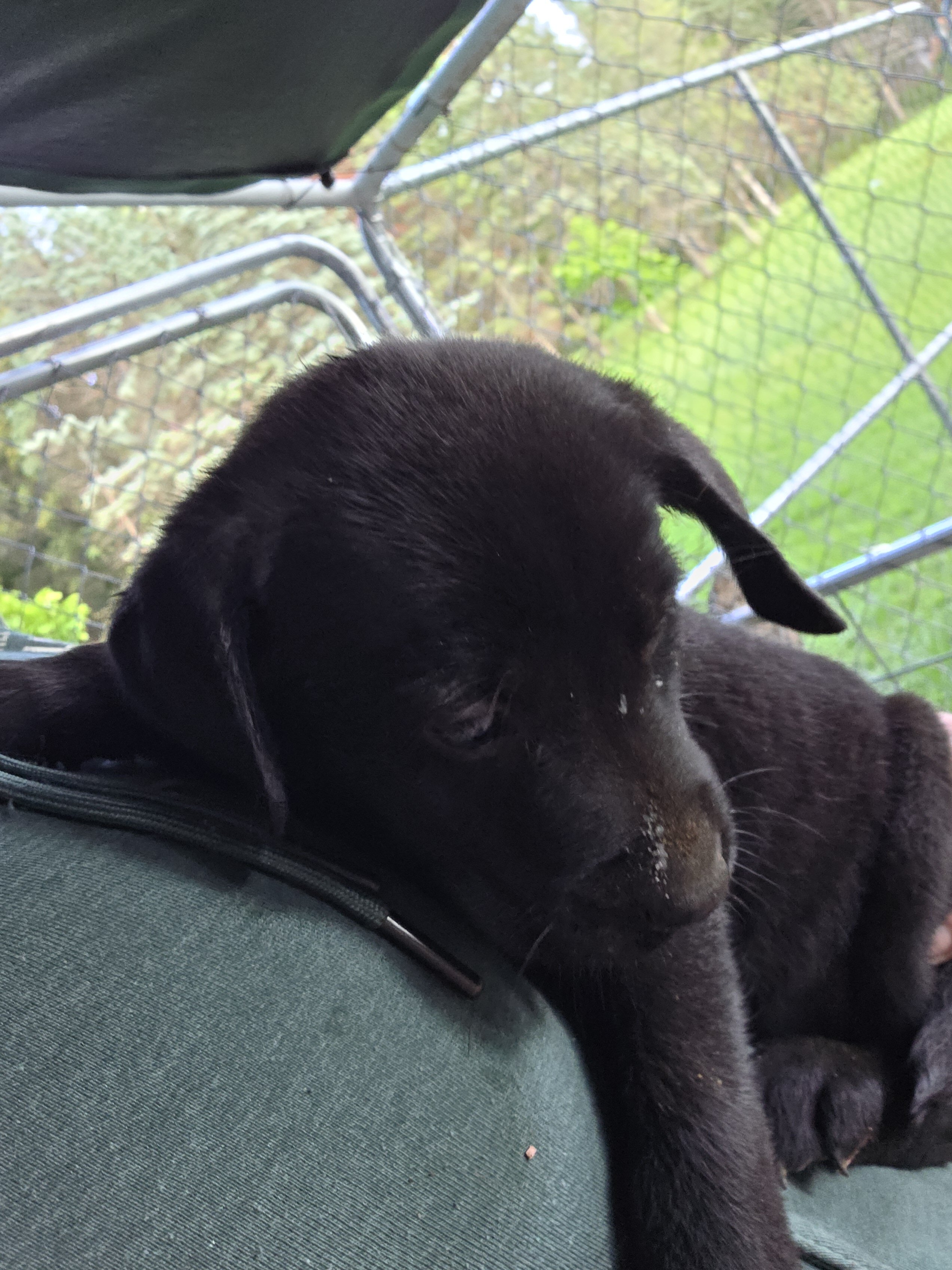 Male black Labrador retriever image 1