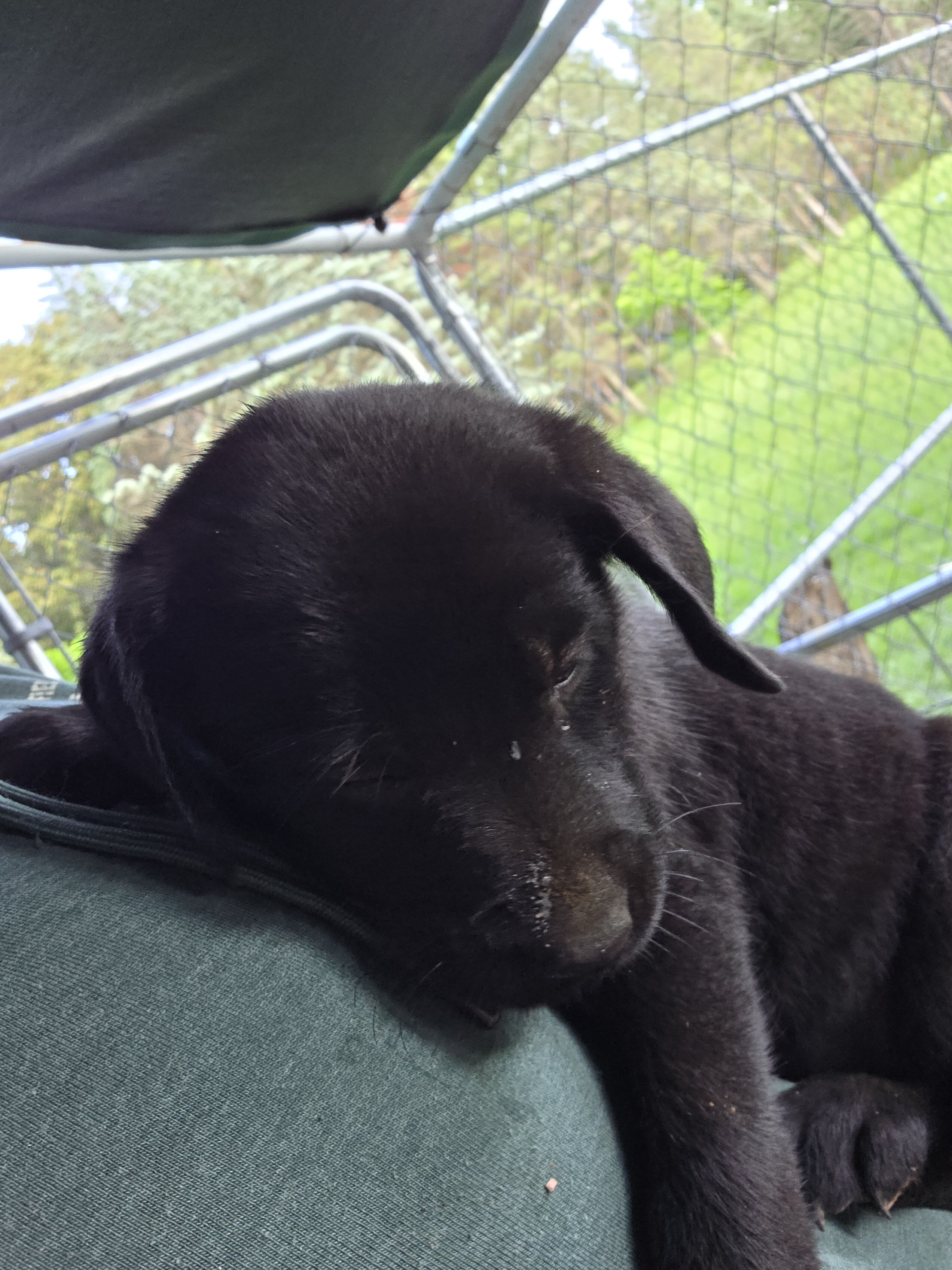 Male black Labrador retriever image 2