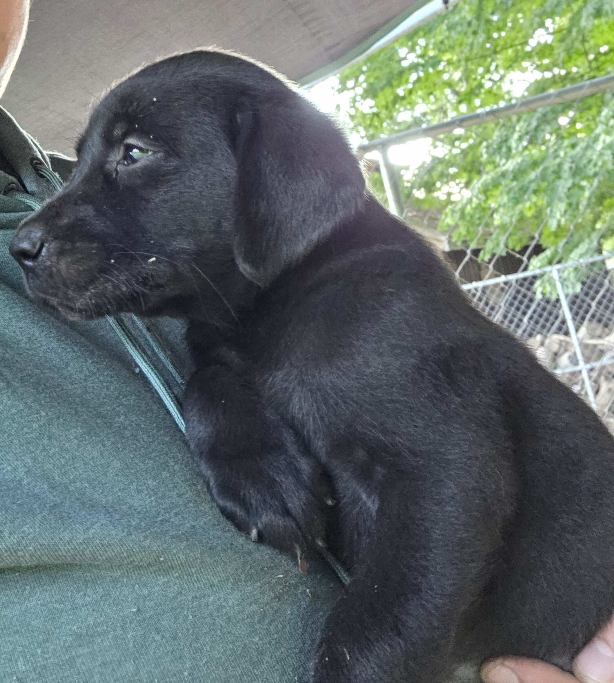 Male black Labrador retriever image 4