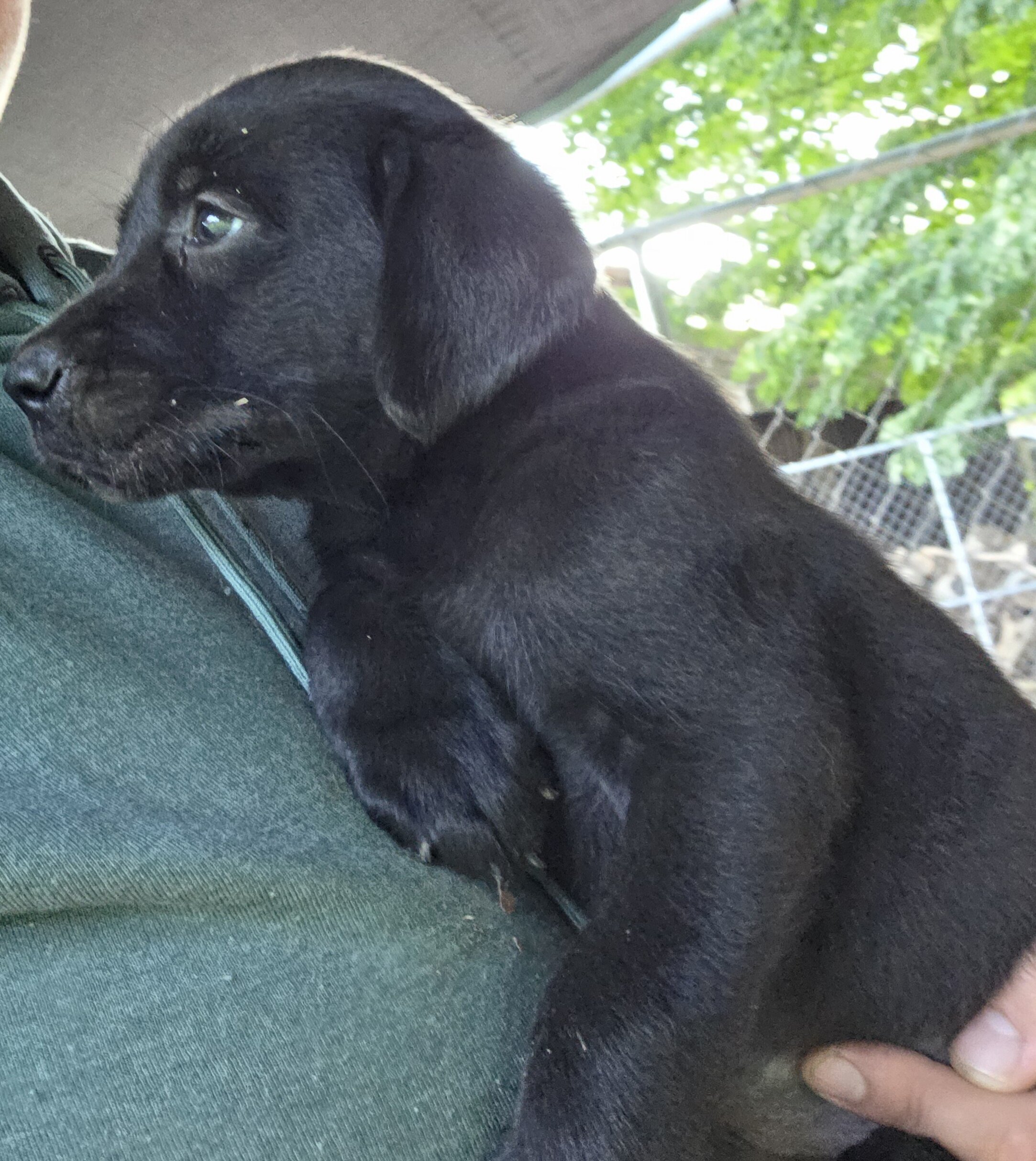 Male black Labrador retriever image 5