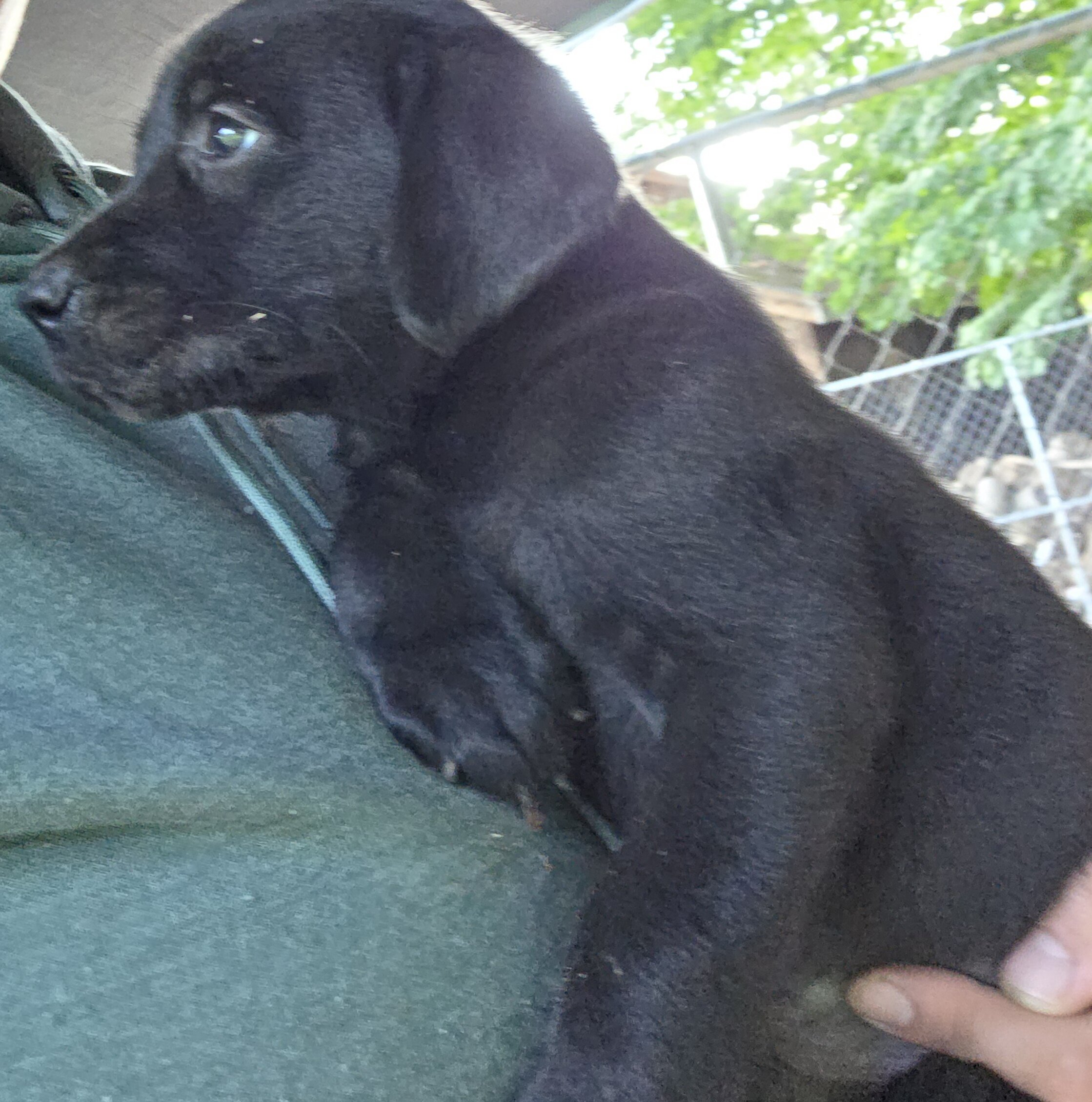 Male black Labrador retriever image 6