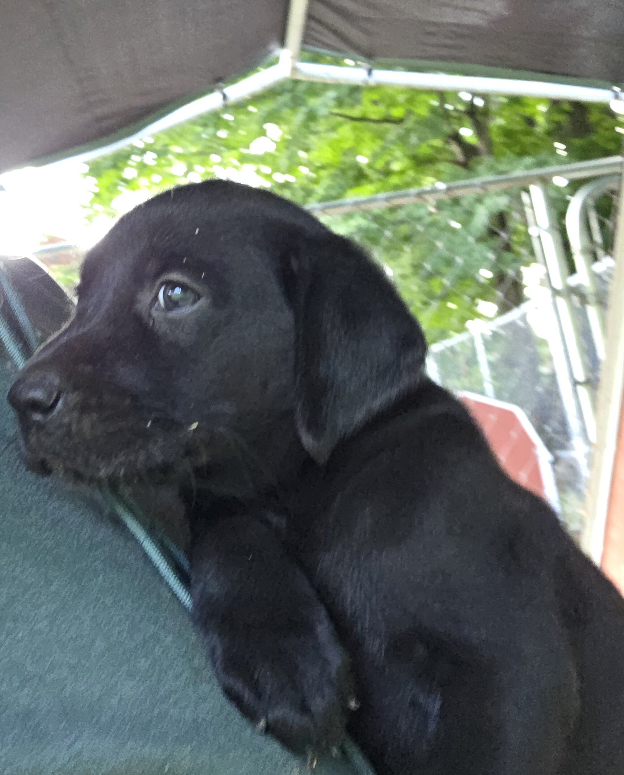 Male black Labrador retriever image 3