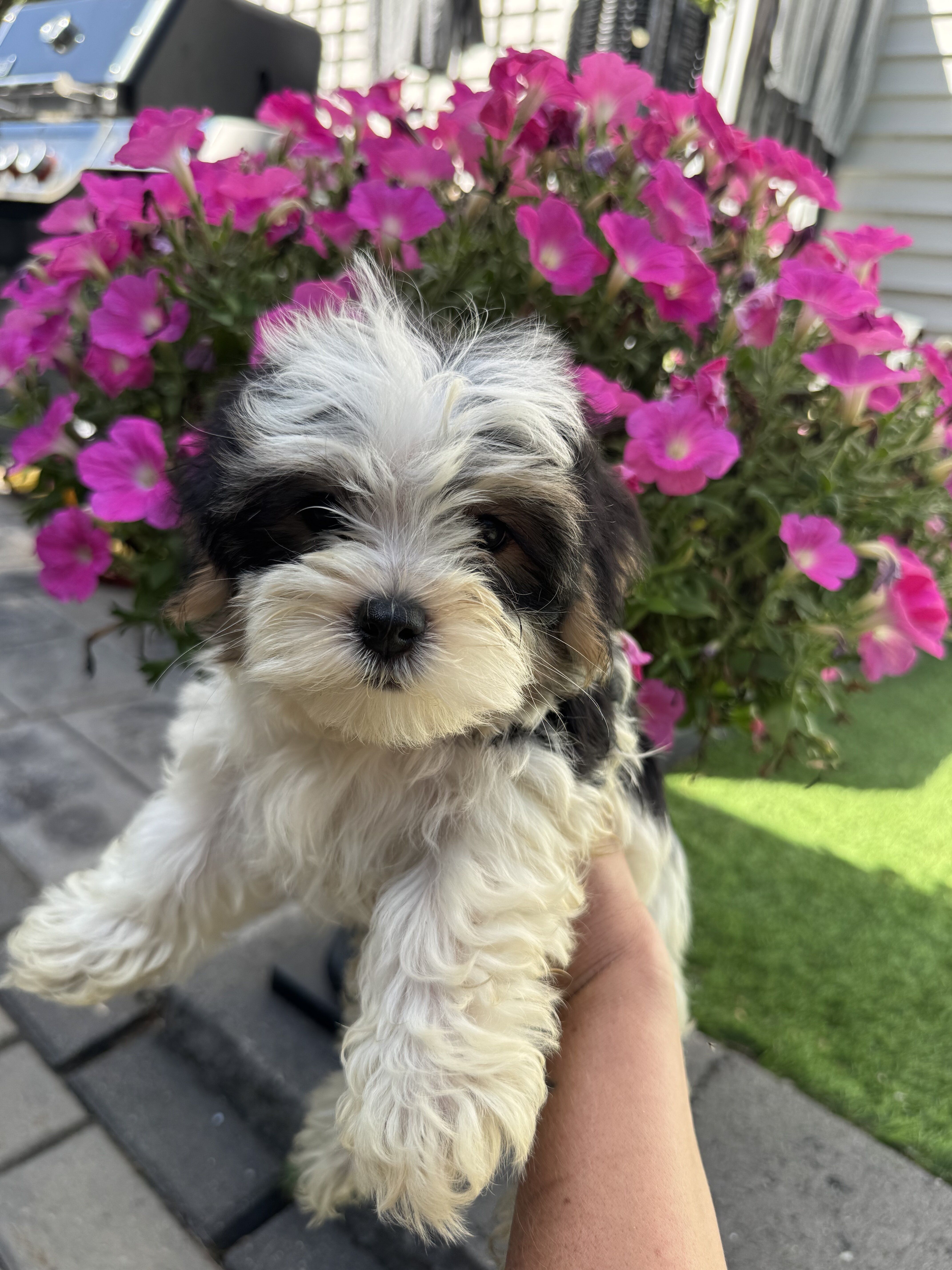 Morkie puppies image 1