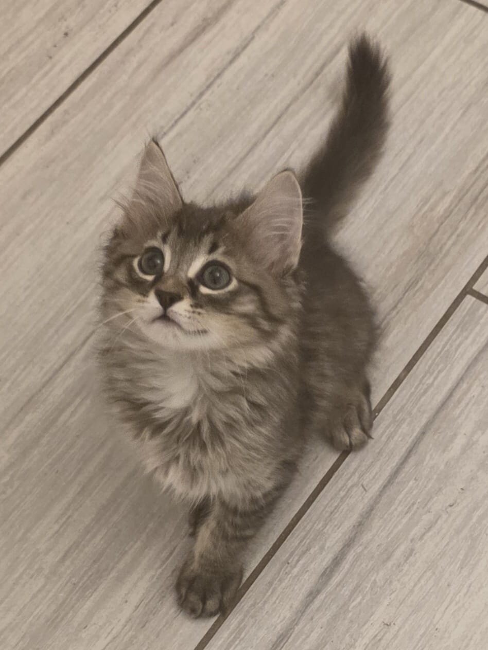 Baby Kitty for Sale image 5