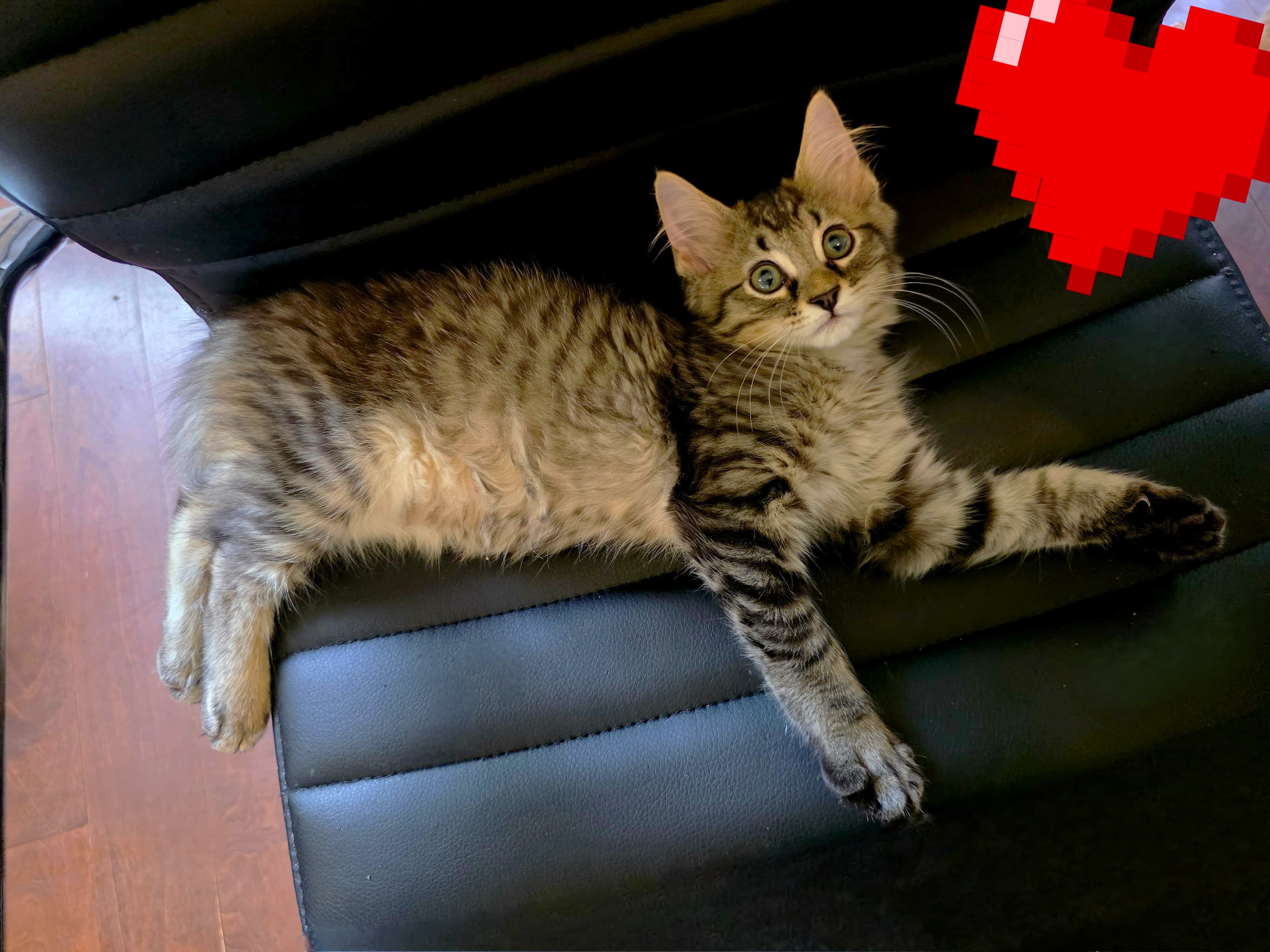 Baby Kitty for Sale image 3
