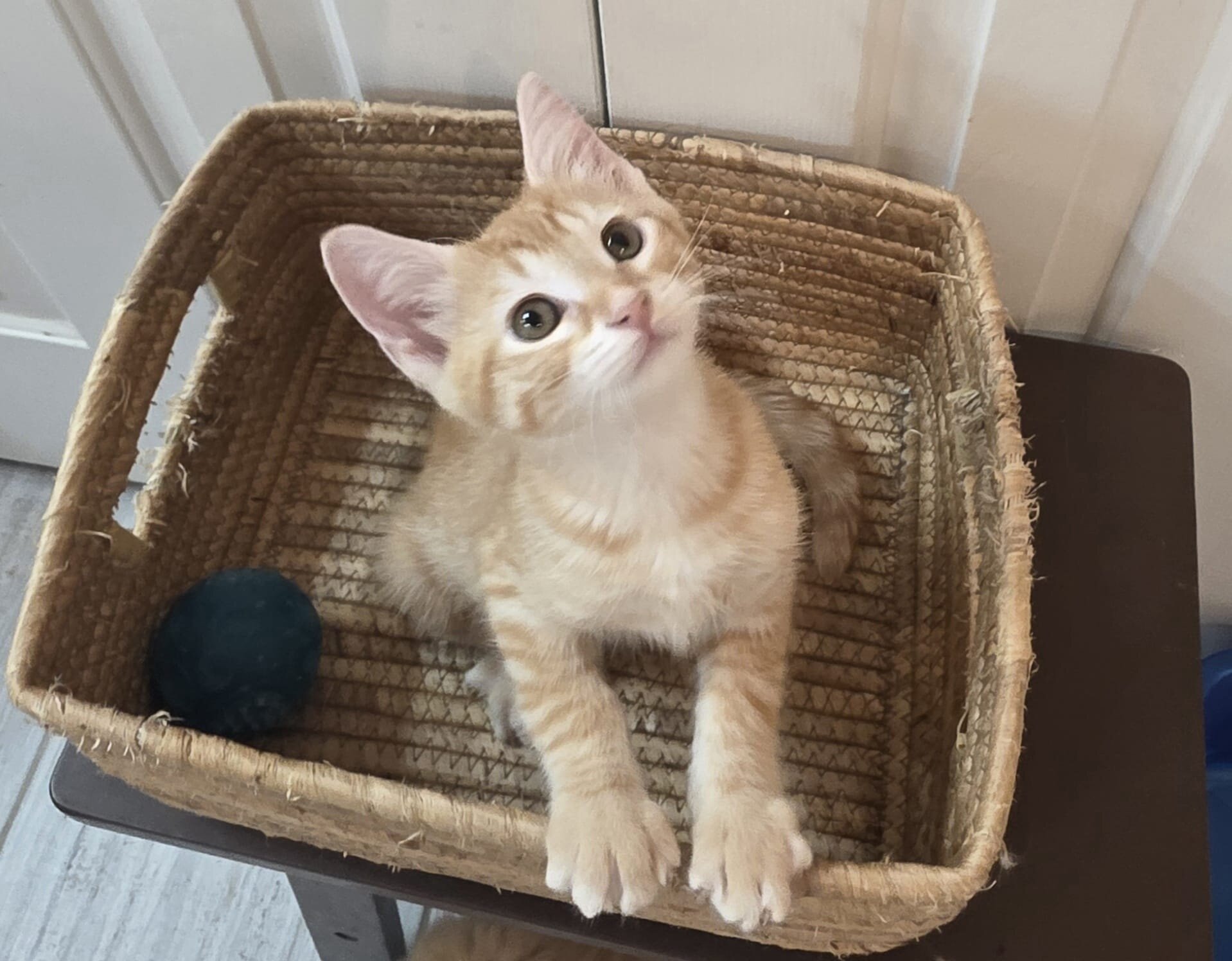 Another Baby Kitty for Sale image 8