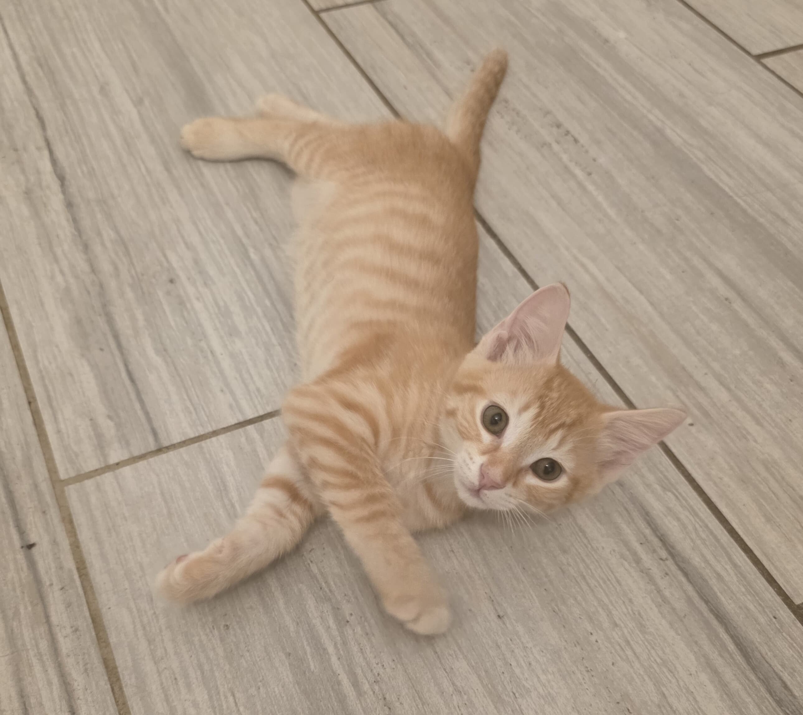 Another Baby Kitty for Sale image 5
