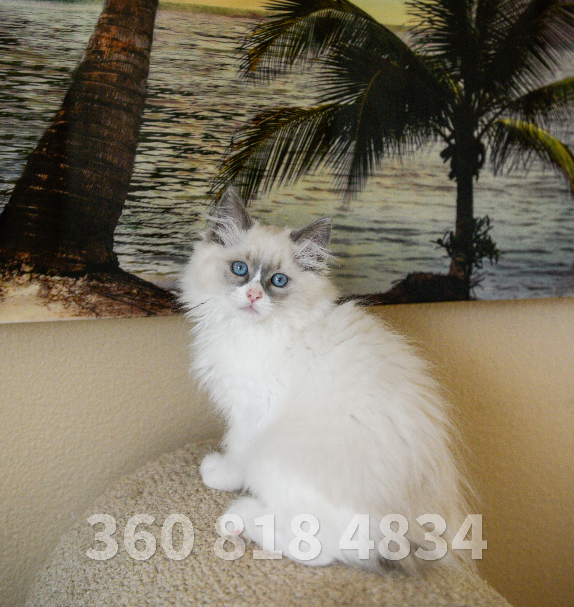 Beautiful Ragdoll kittens - blue bicolor mitted image 2