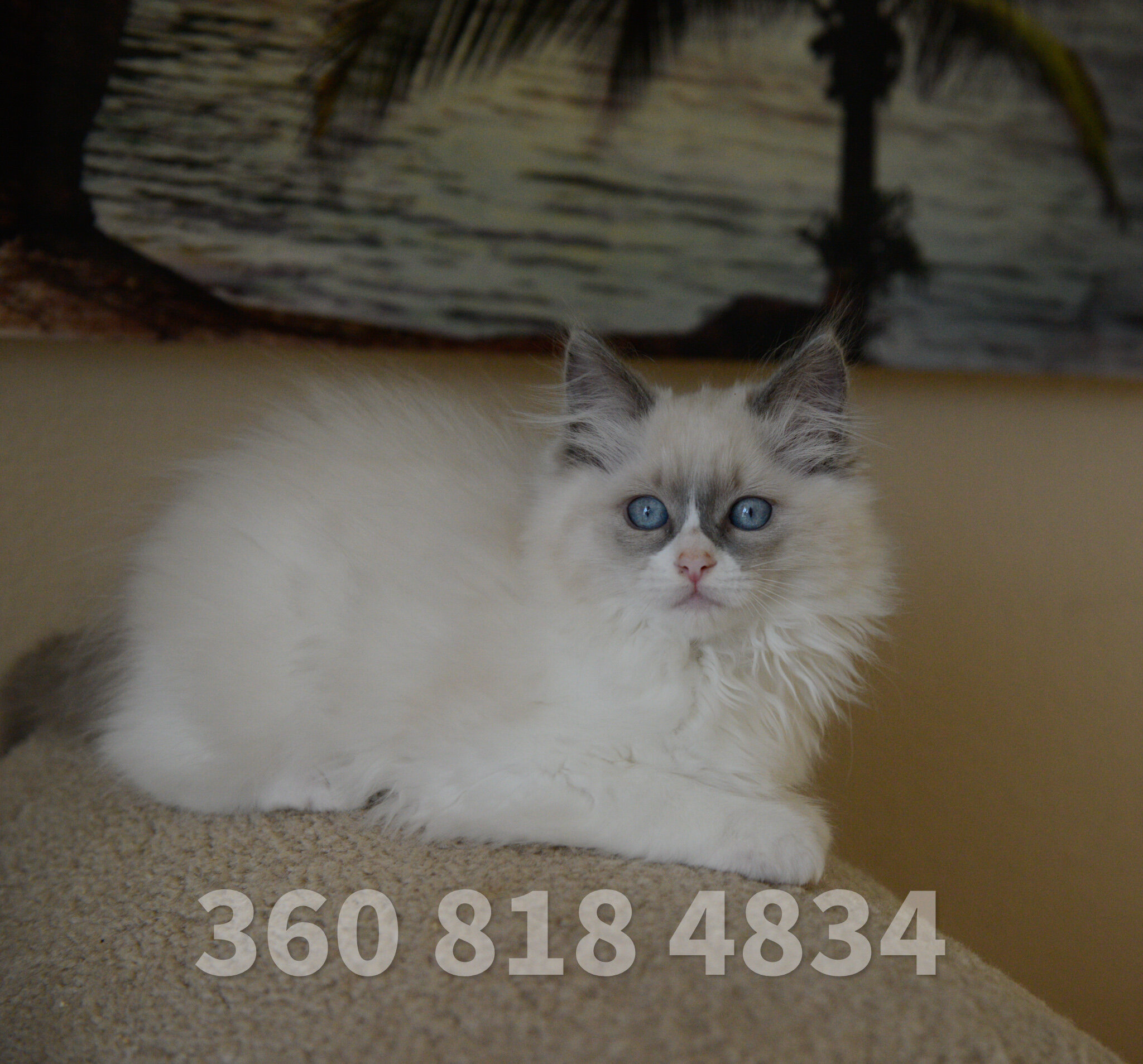 Beautiful Ragdoll kittens - blue bicolor mitted image 1