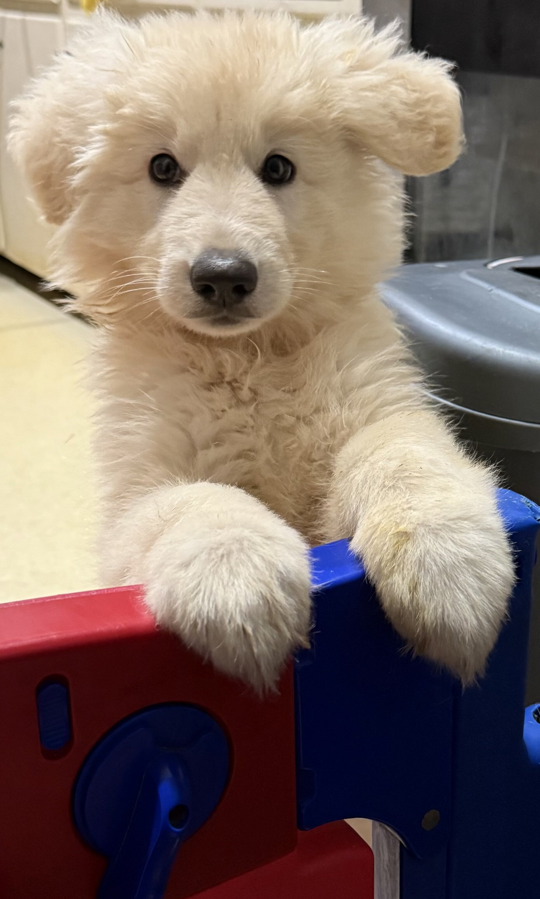 White Long-coat German shepherd image 1