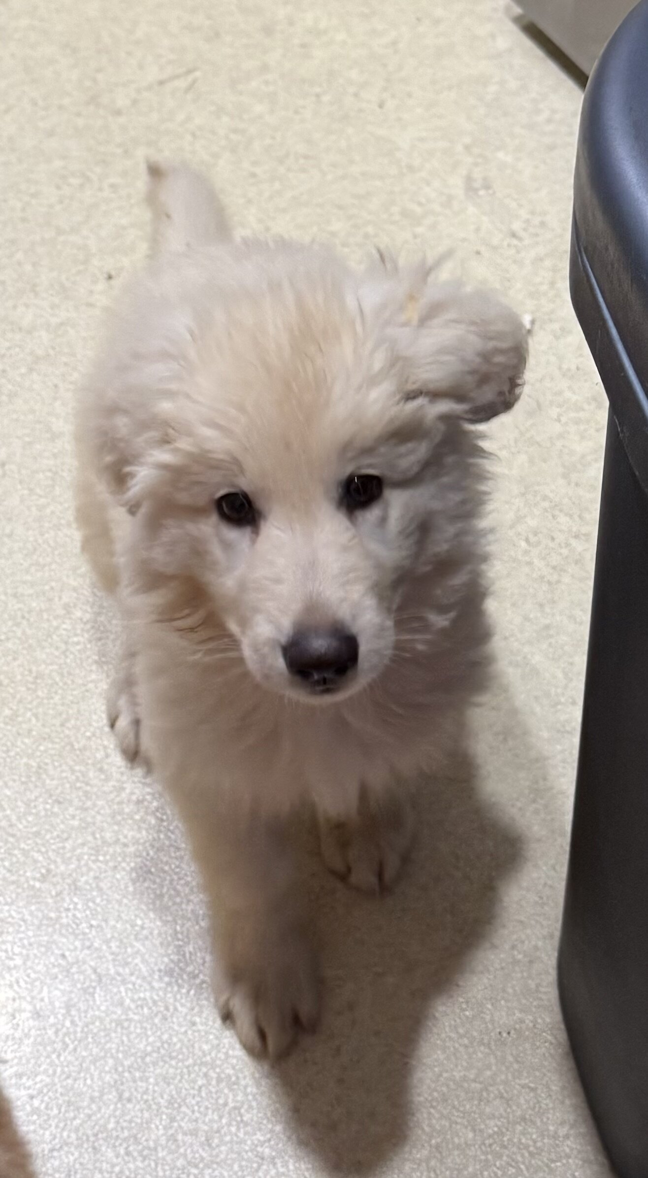 White Long-coat German shepherd image 3