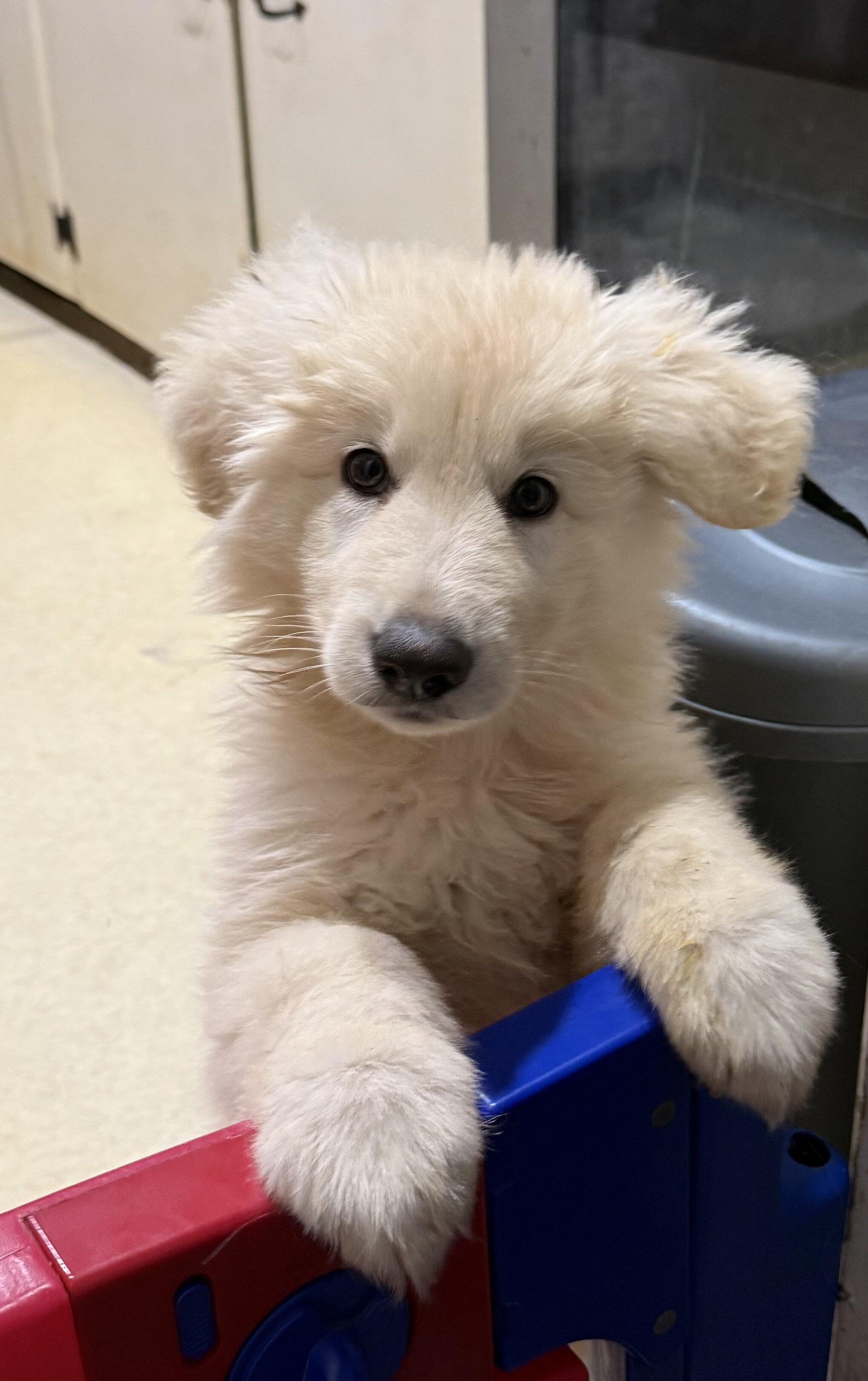 White Long-coat German shepherd image 2