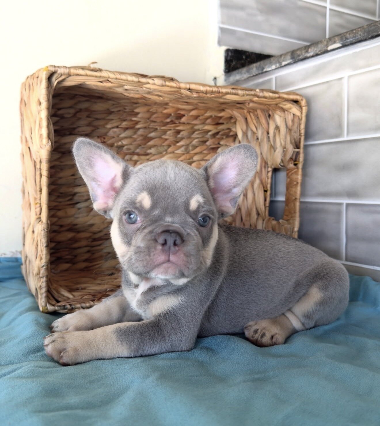 Take home our Beautiful trained frenchies puppies image 1