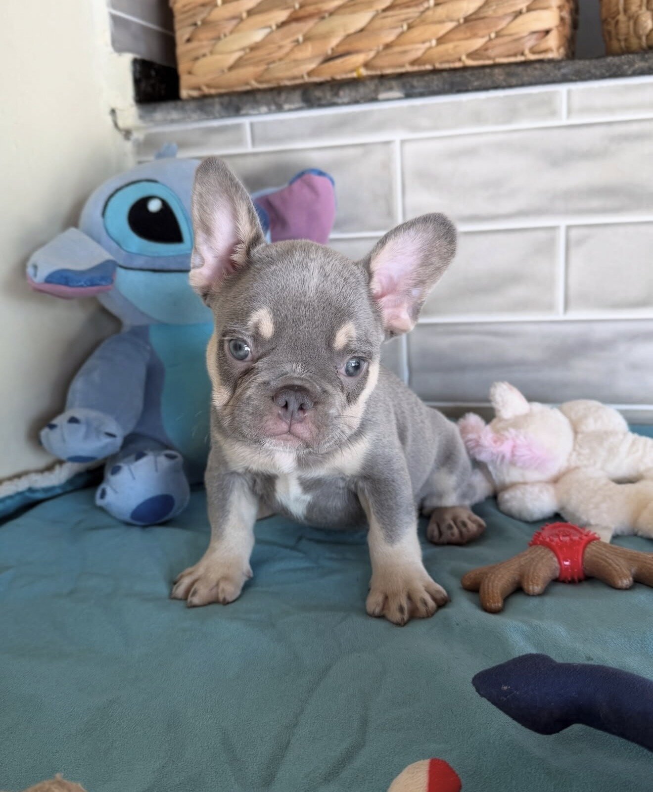 Take home our Beautiful trained frenchies puppies image 2